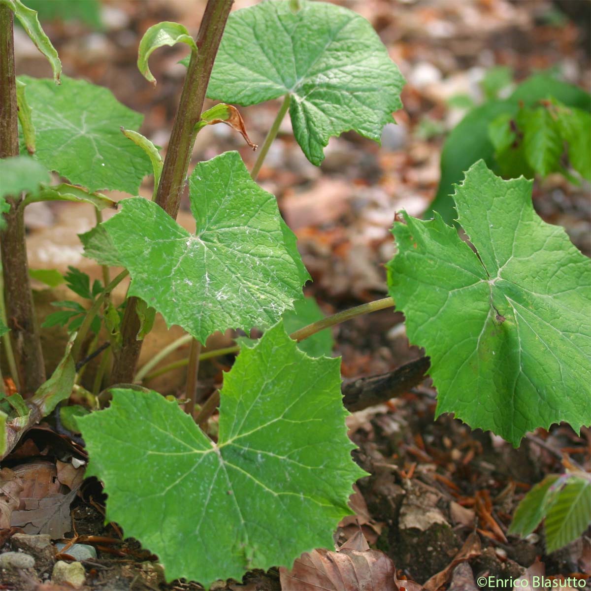 Pétasite blanc - Petasites albus