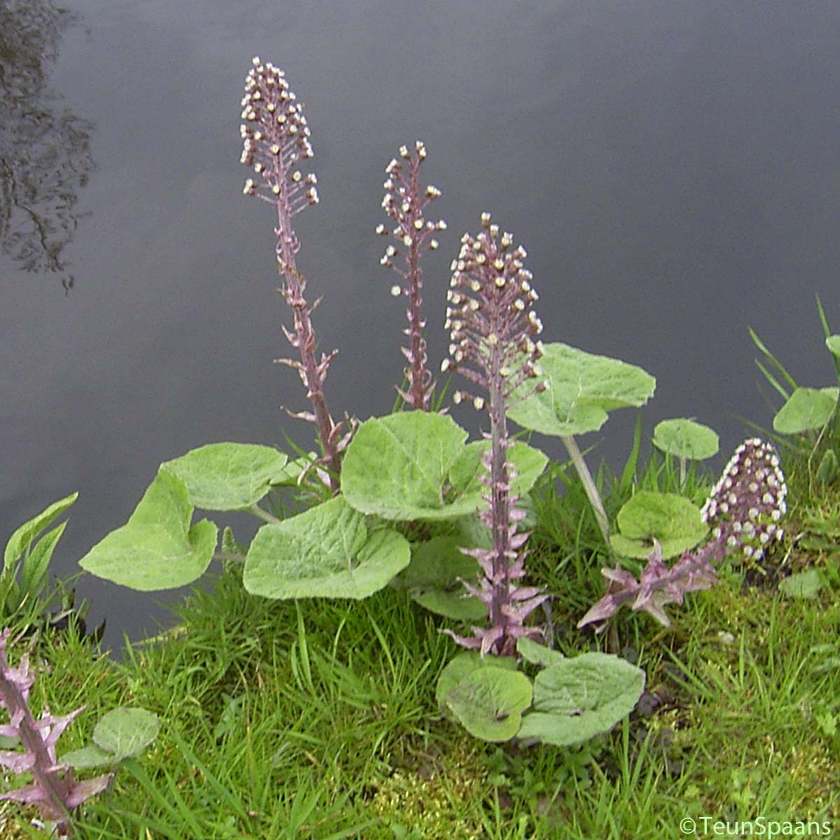 Pétasite hybride - Petasites hybridus