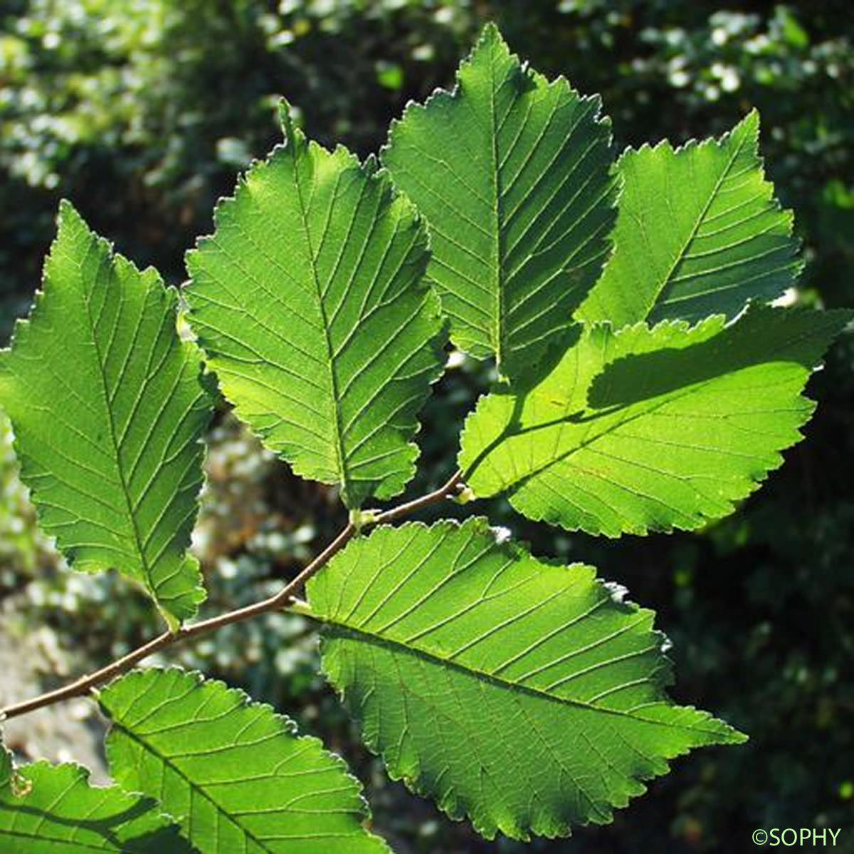 Petit orme - Ulmus minor