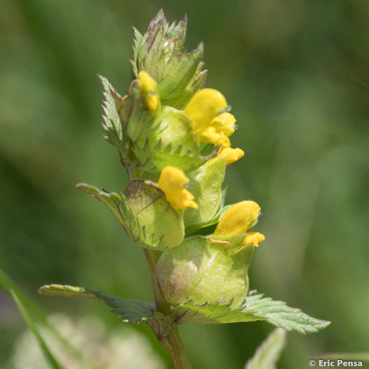 Petit rhinanthe - Rhinanthus minor