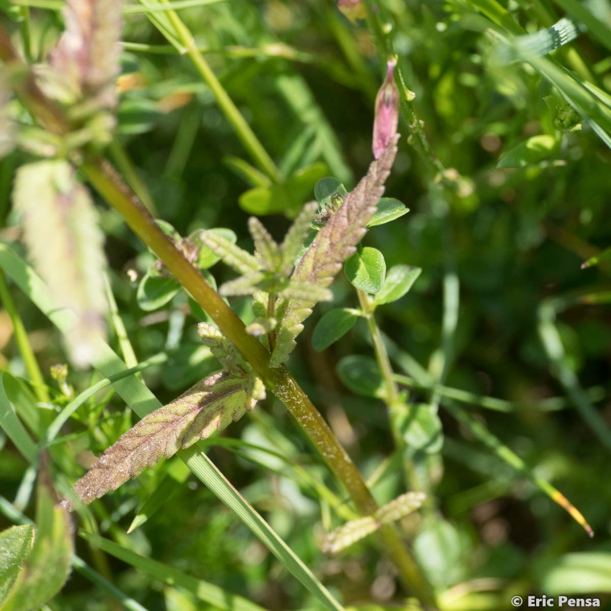 Petit rhinanthe - Rhinanthus minor