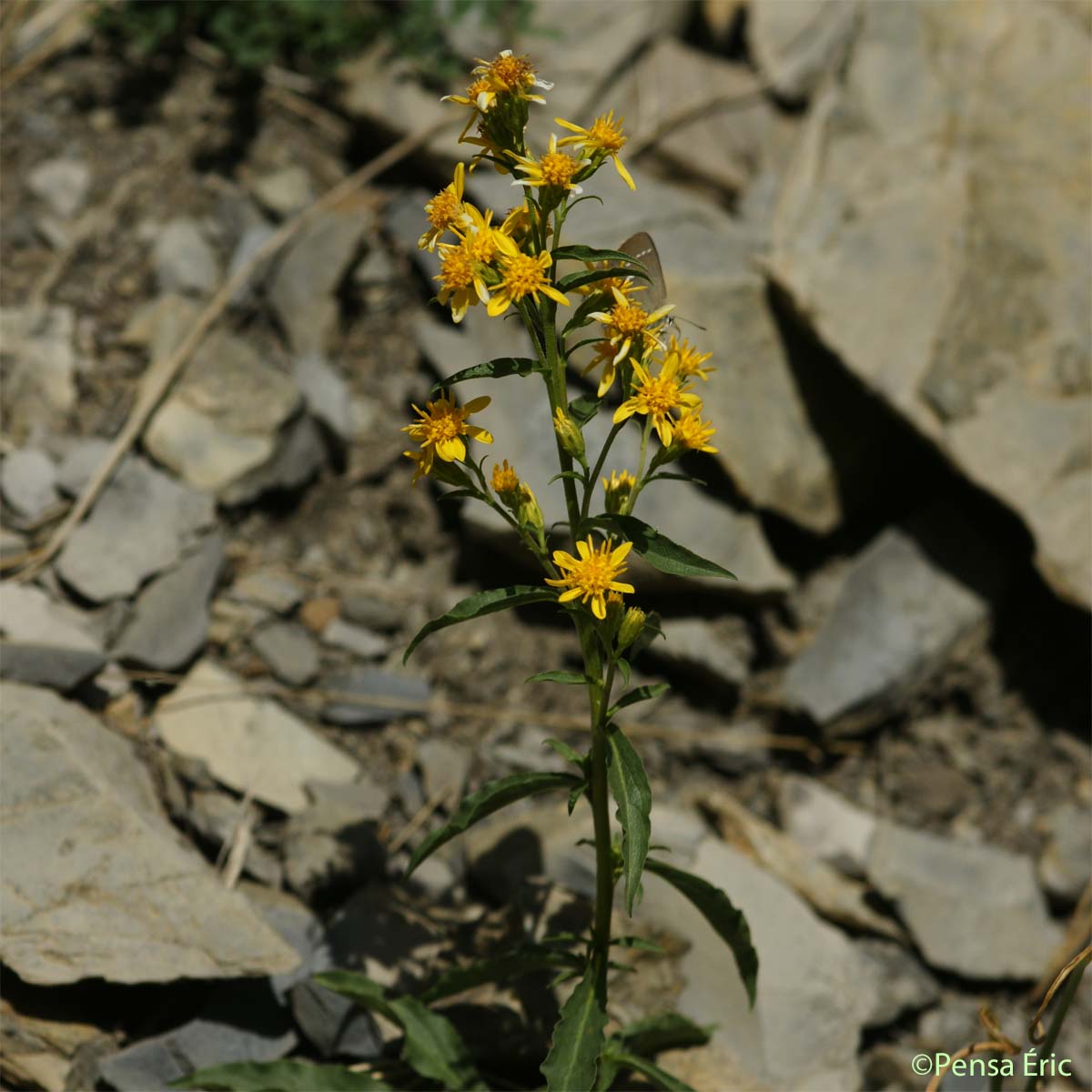 Petit Solidage - Solidago virgaurea subsp. minuta