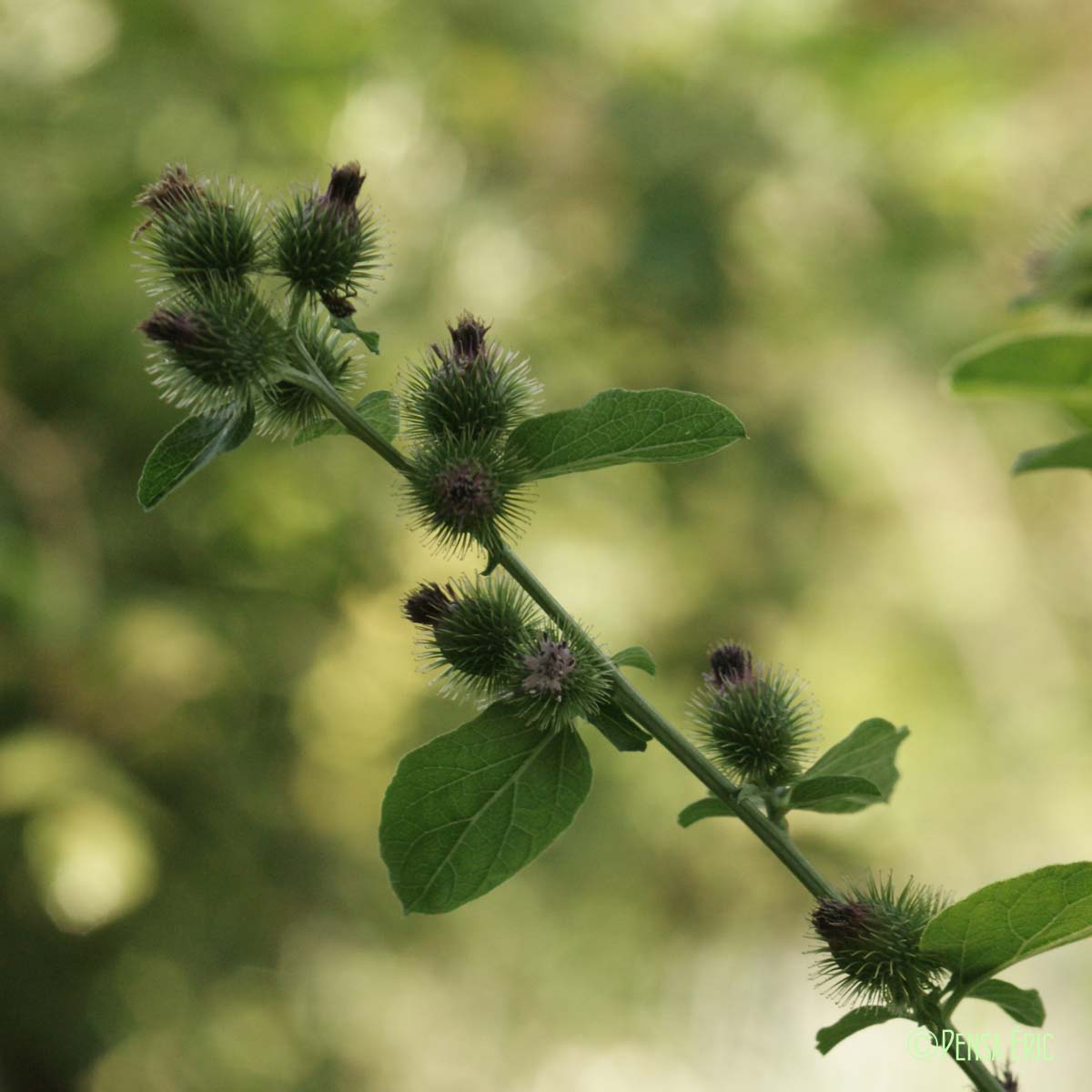 Petite bardane - Arctium minus