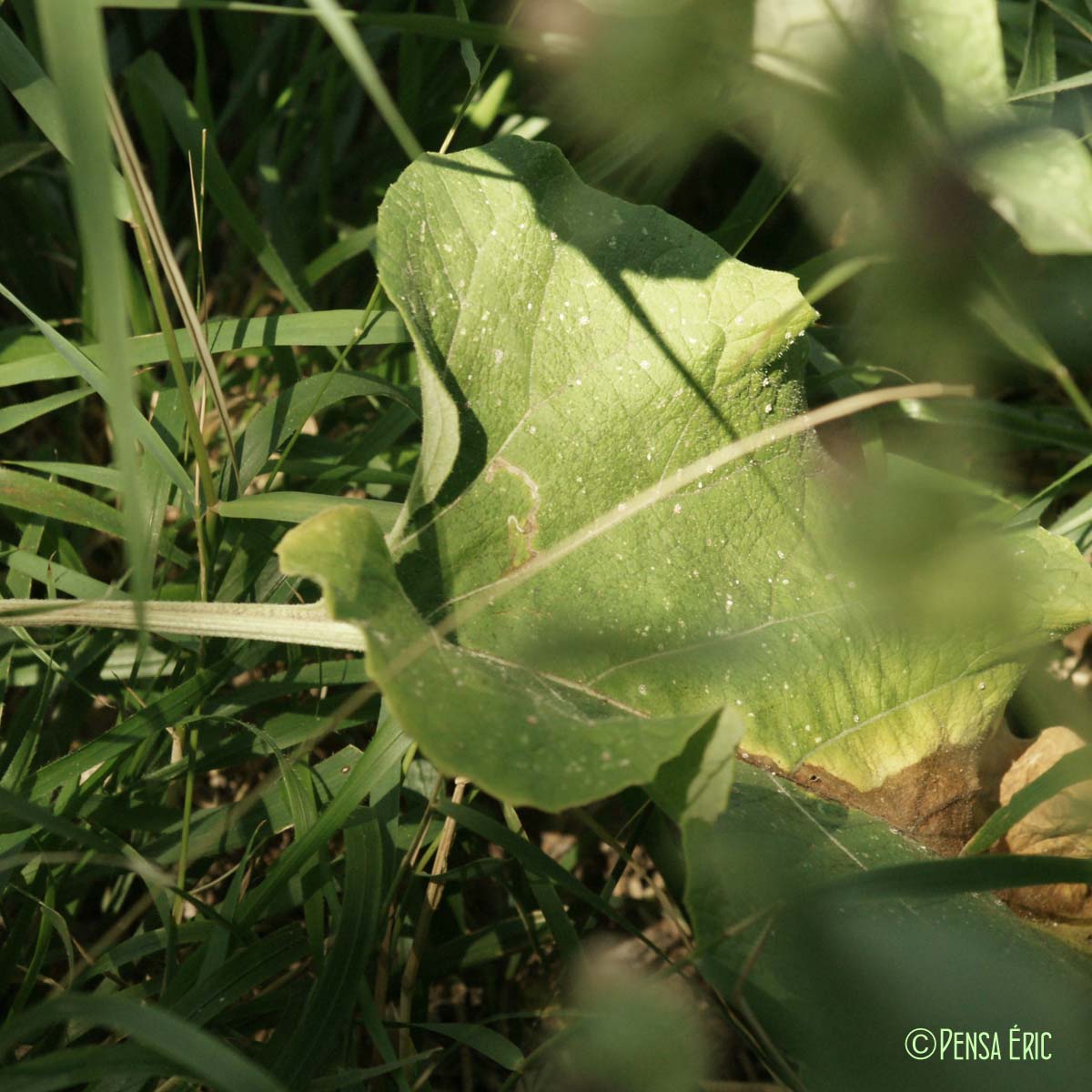 Petite bardane - Arctium minus