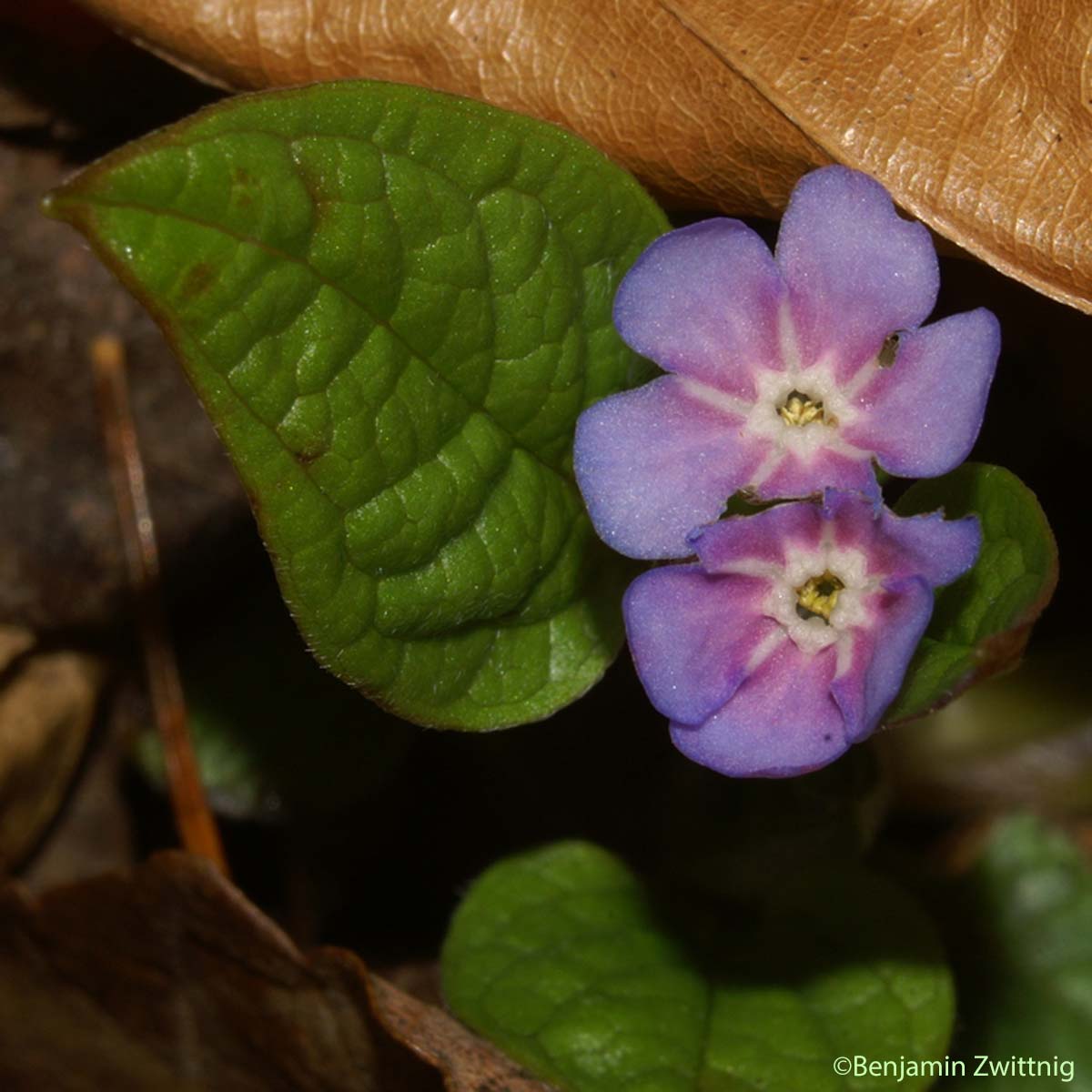 Petite bourrache - Omphalodes verna