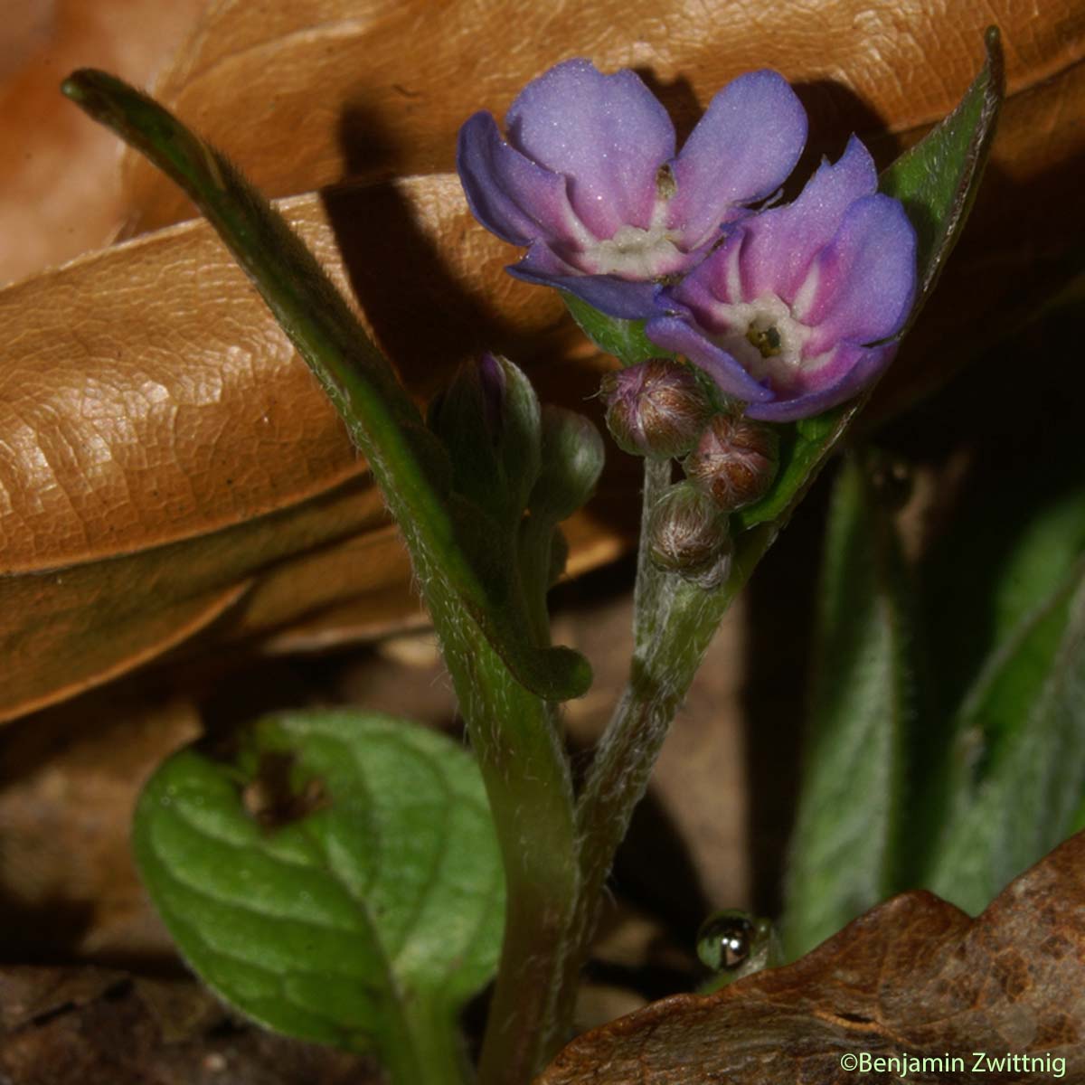 Petite bourrache - Omphalodes verna