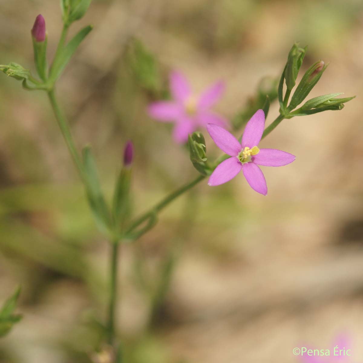 Petite-centaurée délicate - Centaurium pulchellum