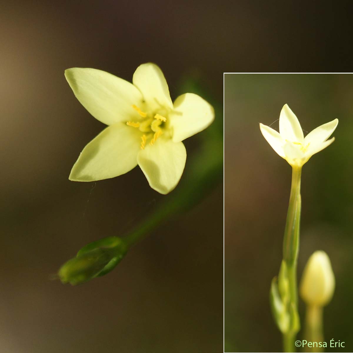 Petite centaurée maritime - Centaurium maritimum