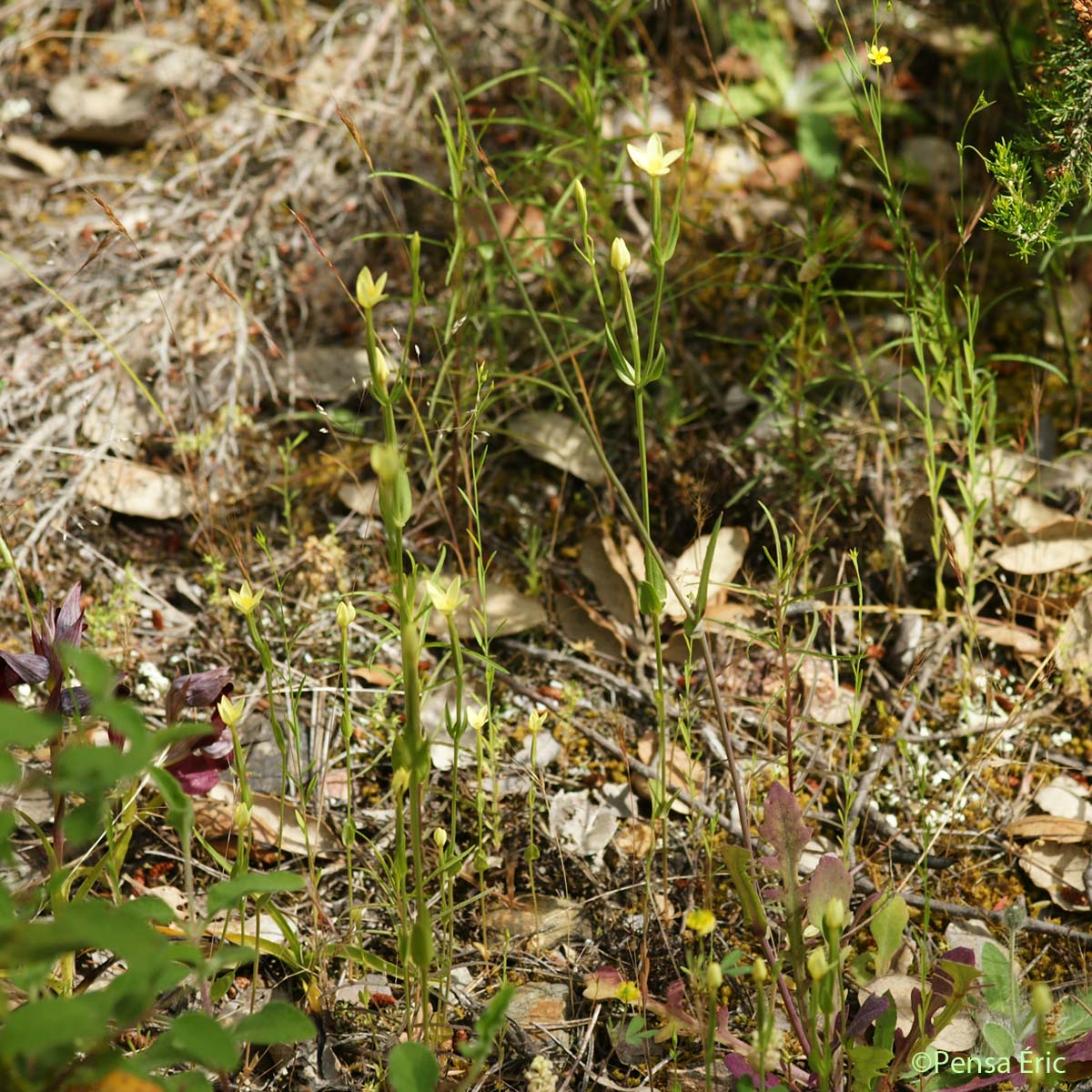 Petite centaurée maritime - Centaurium maritimum