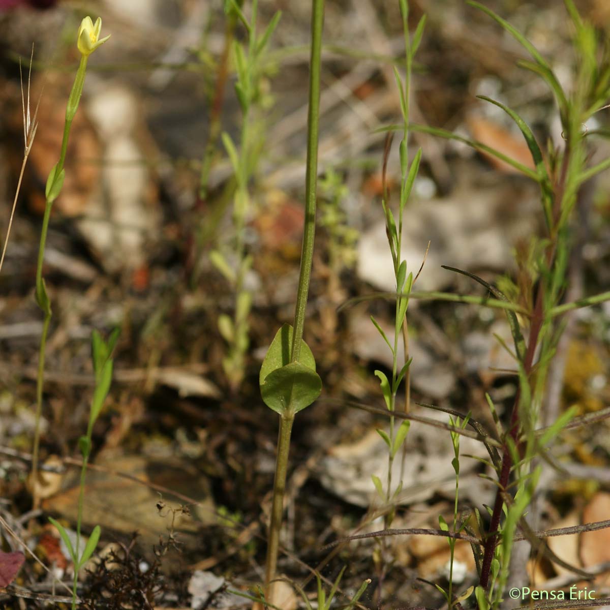 Petite centaurée maritime - Centaurium maritimum