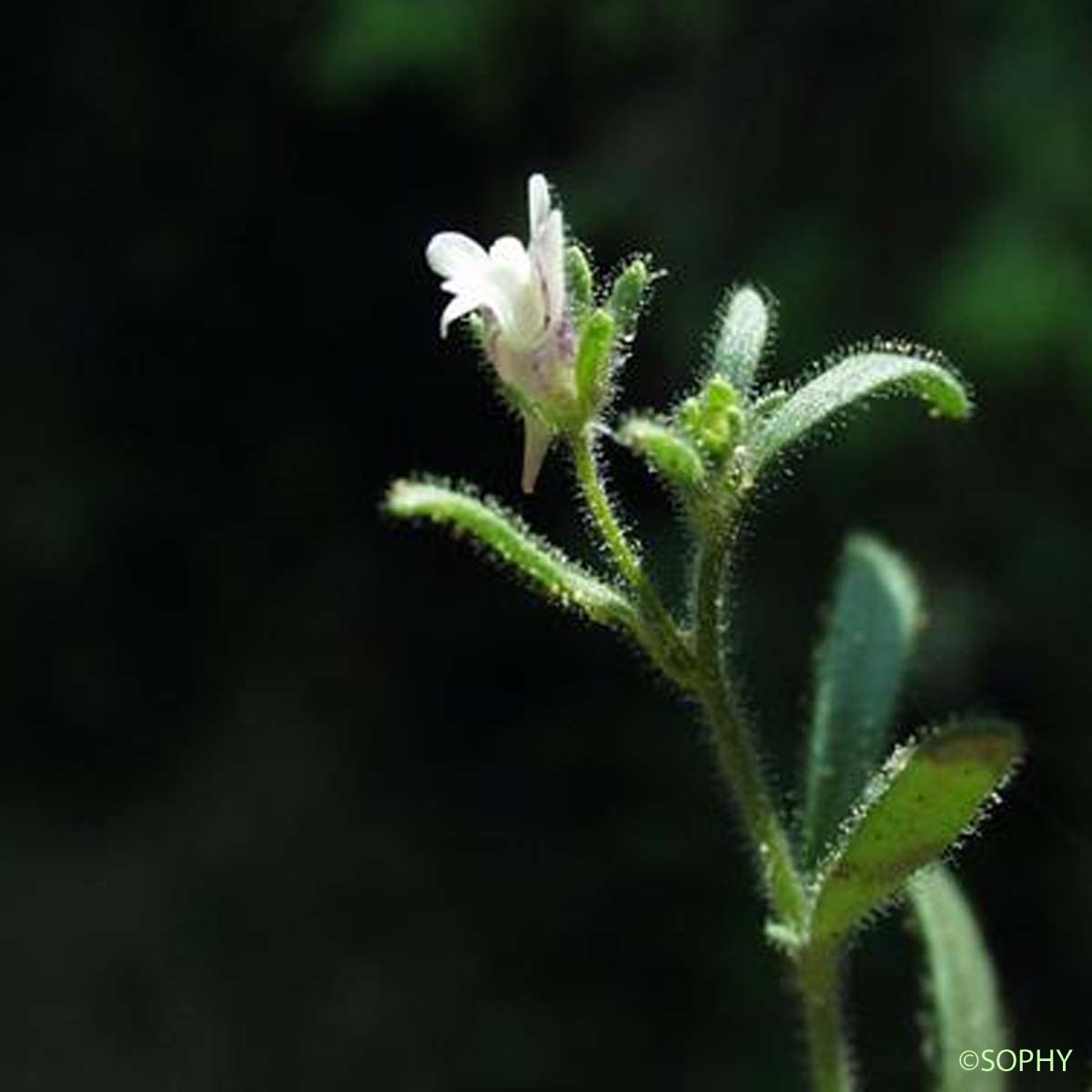 Petite Linaire - Chaenorhinum minus subsp. minus