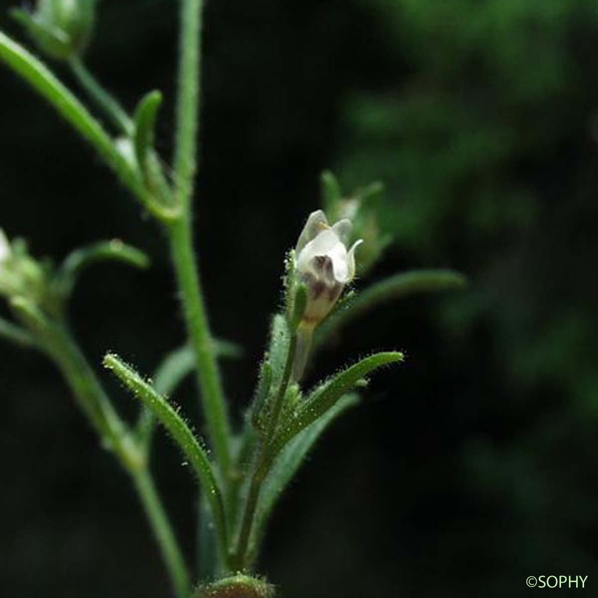 Petite Linaire - Chaenorhinum minus subsp. minus