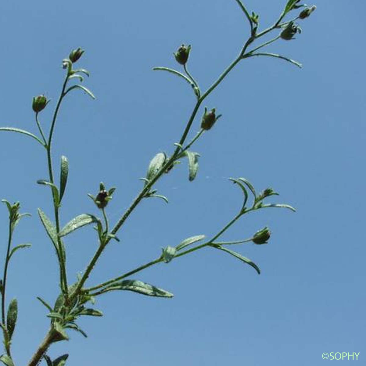 Petite Linaire - Chaenorhinum minus subsp. minus