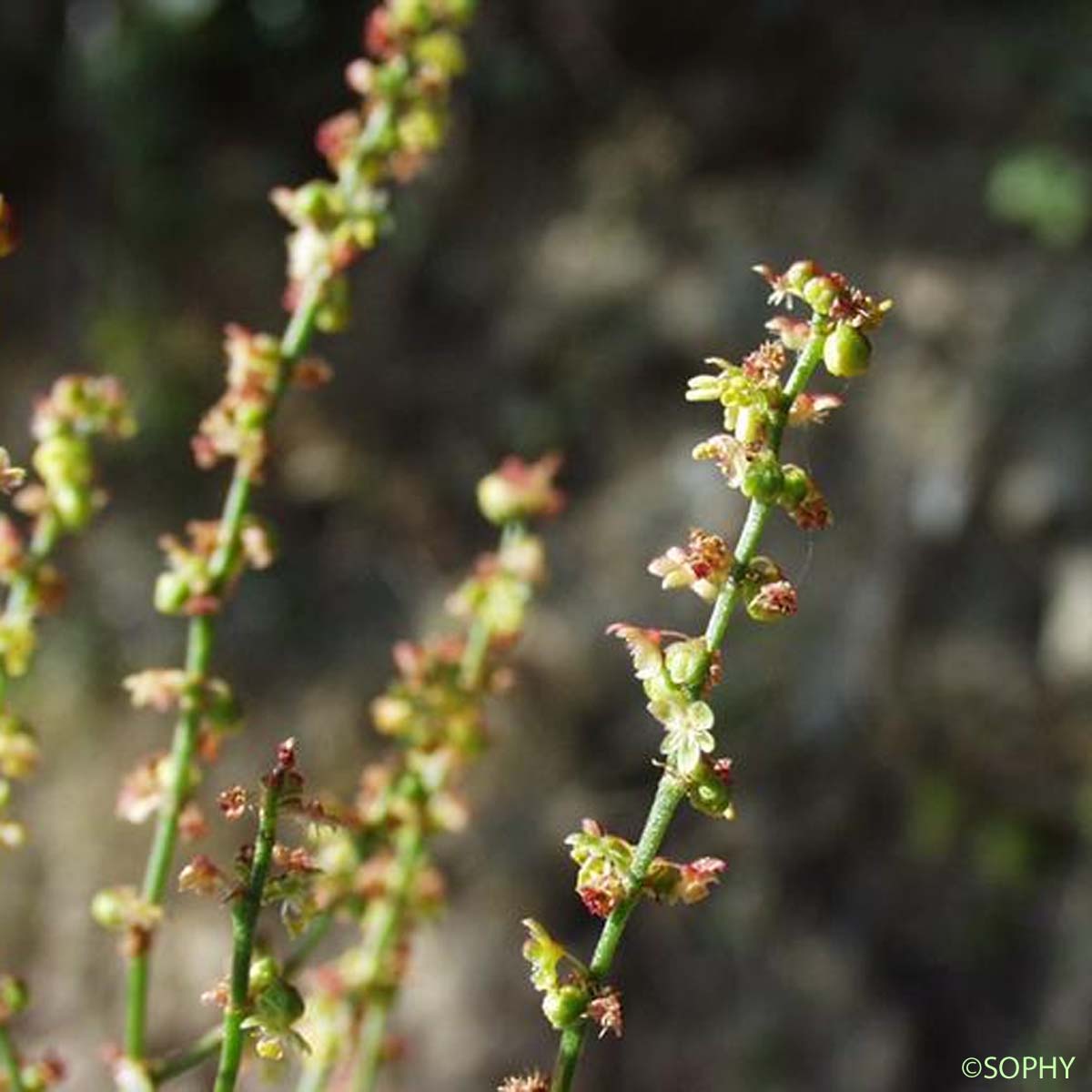 Petite Oseille - Rumex acetosella