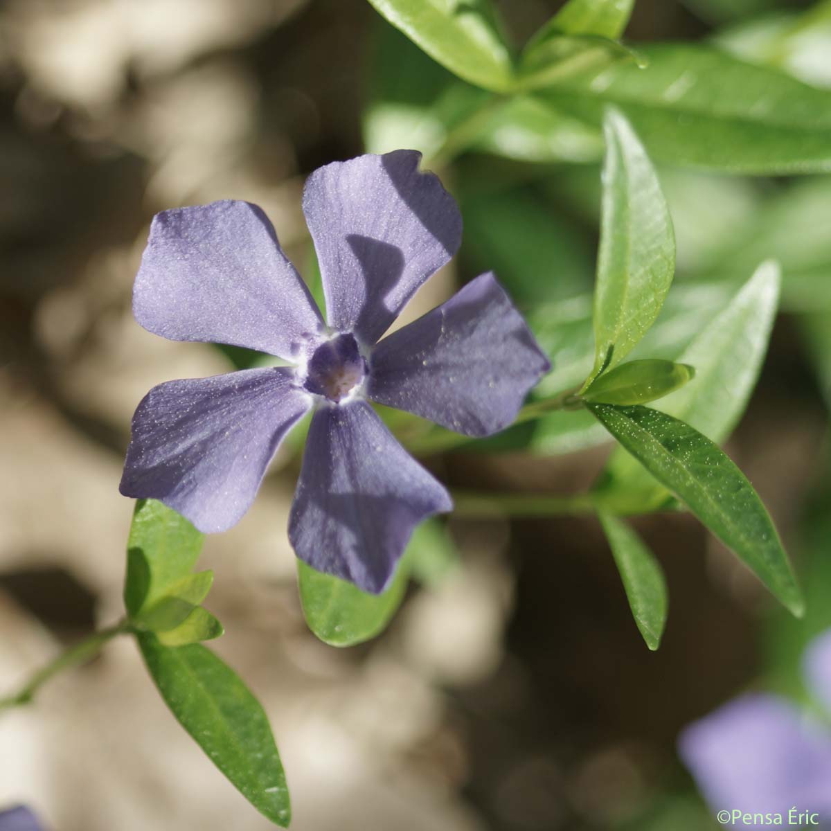 Petite pervenche - Vinca minor