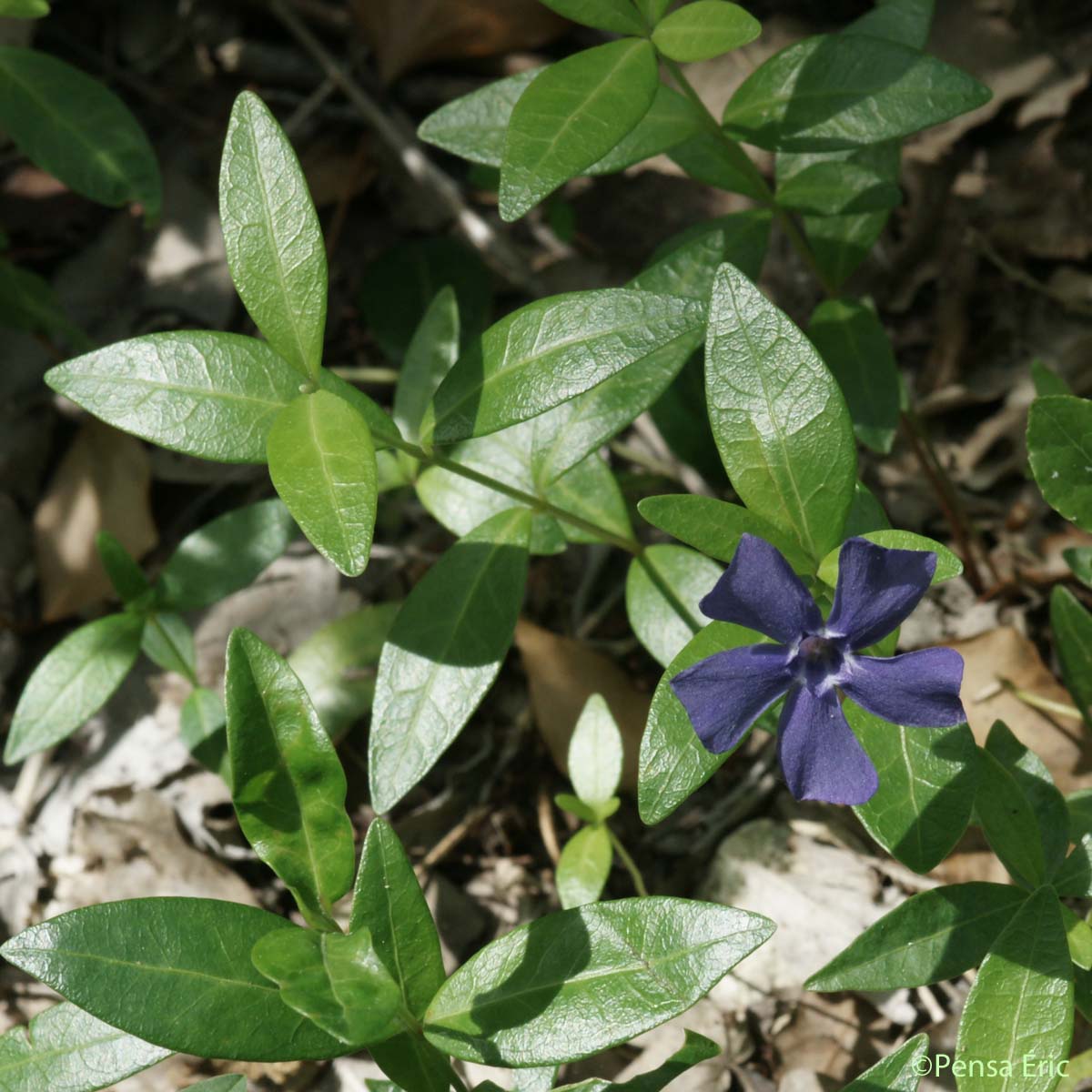 Petite pervenche - Vinca minor