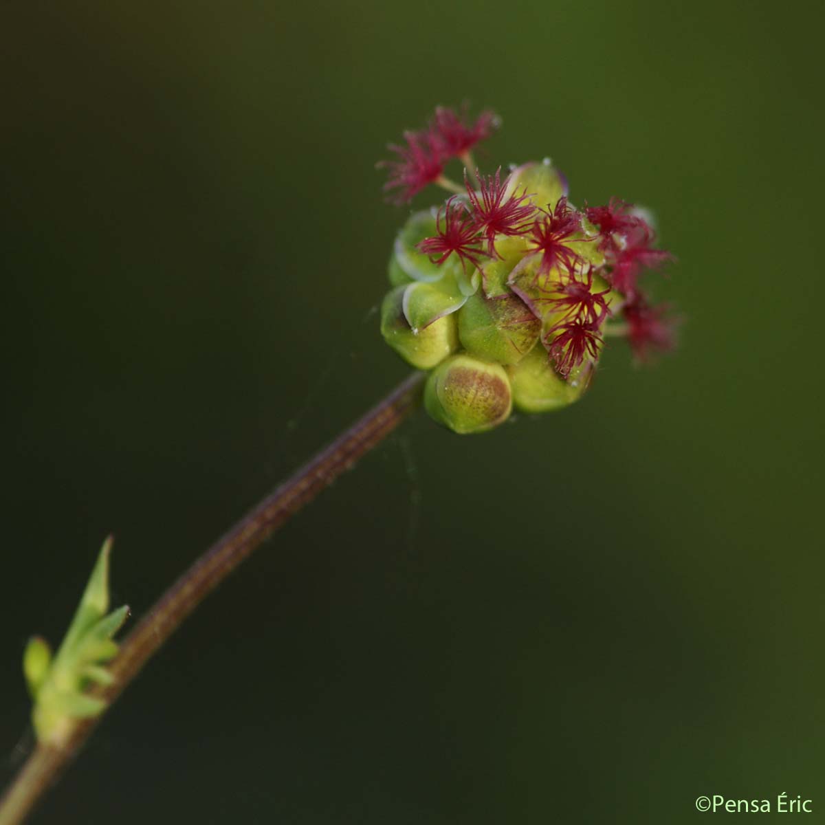 Petite Pimprenelle - Poterium sanguisorba subsp. sanguisorba