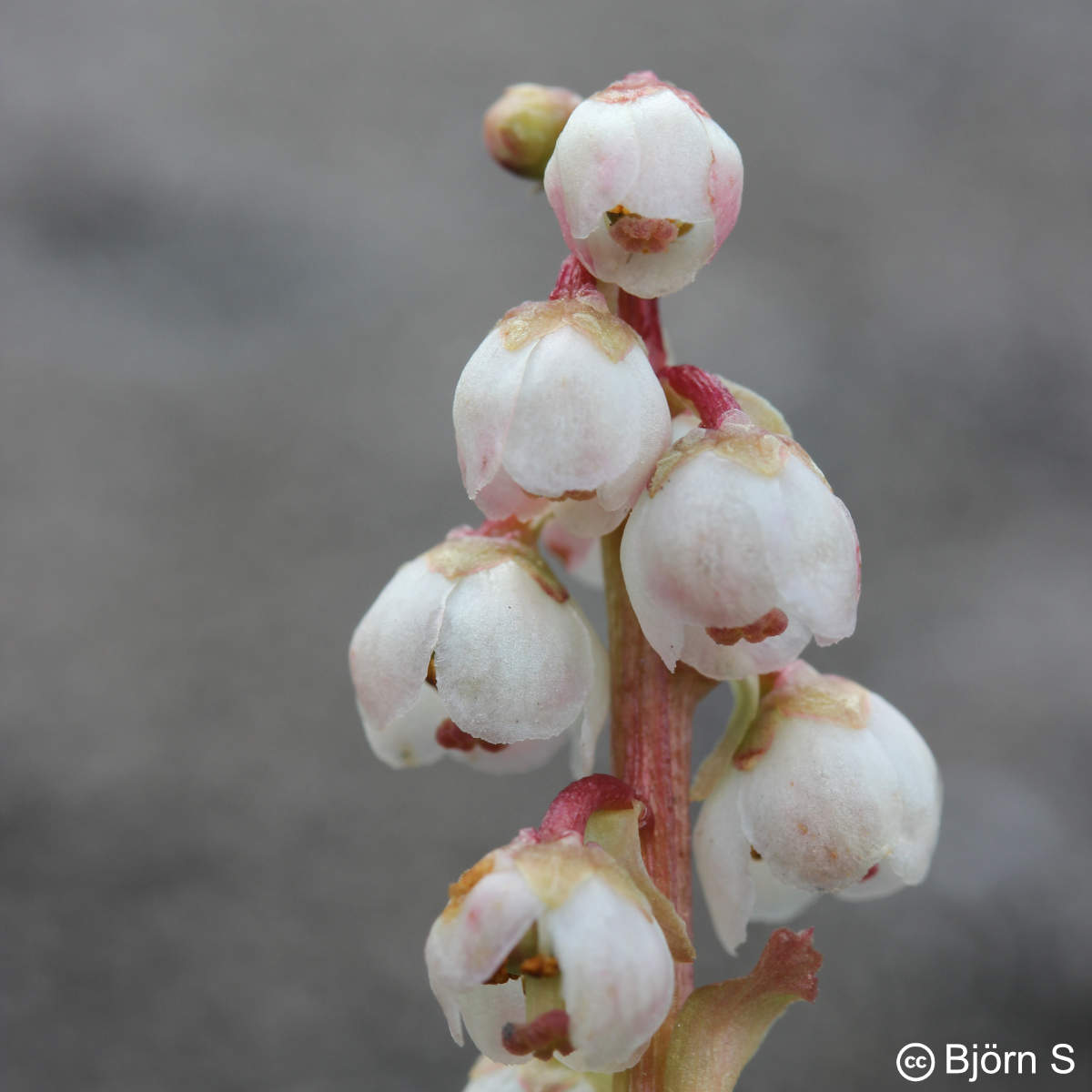 Petite Pyrole - Pyrola minor