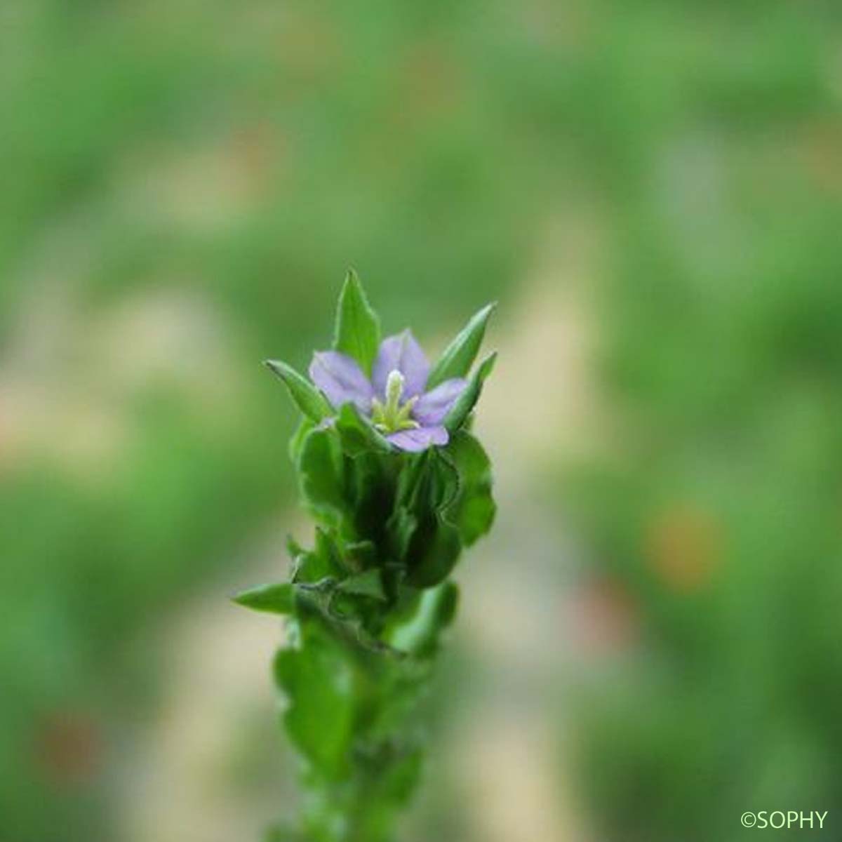 Petite Spéculaire - Legousia hybrida