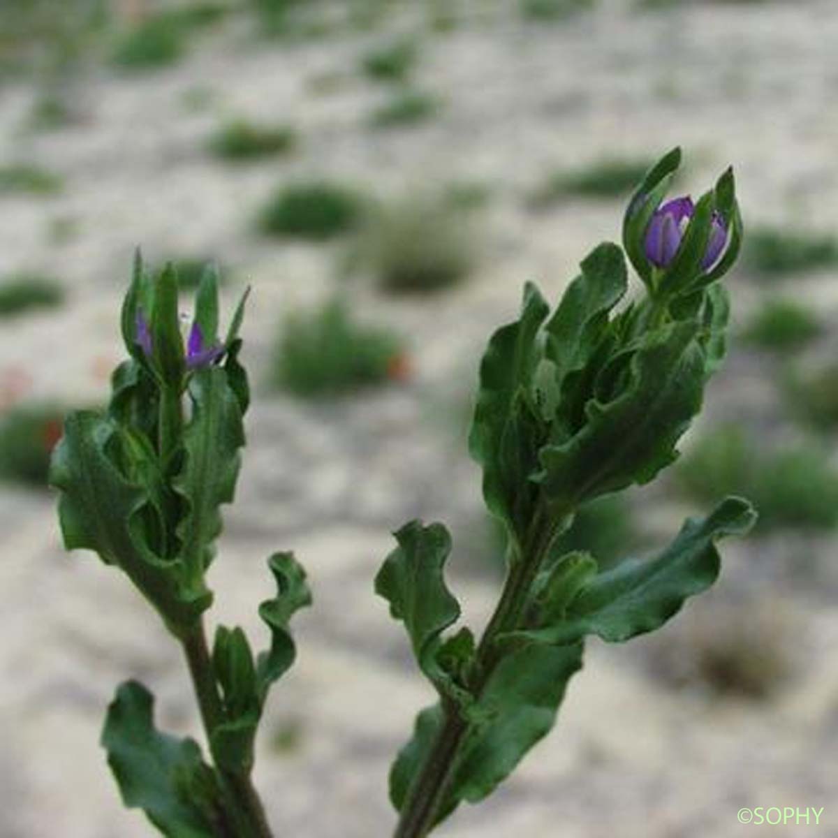 Petite Spéculaire - Legousia hybrida