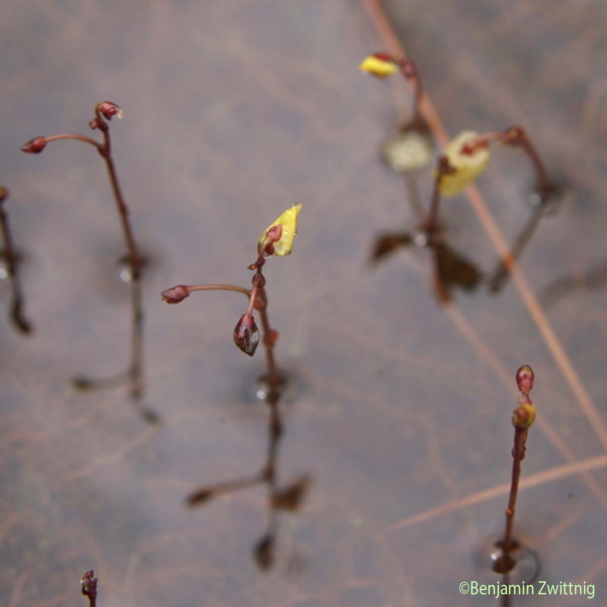 Petite utriculaire - Utricularia minor
