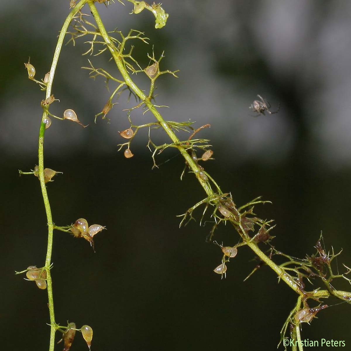 Petite utriculaire - Utricularia minor