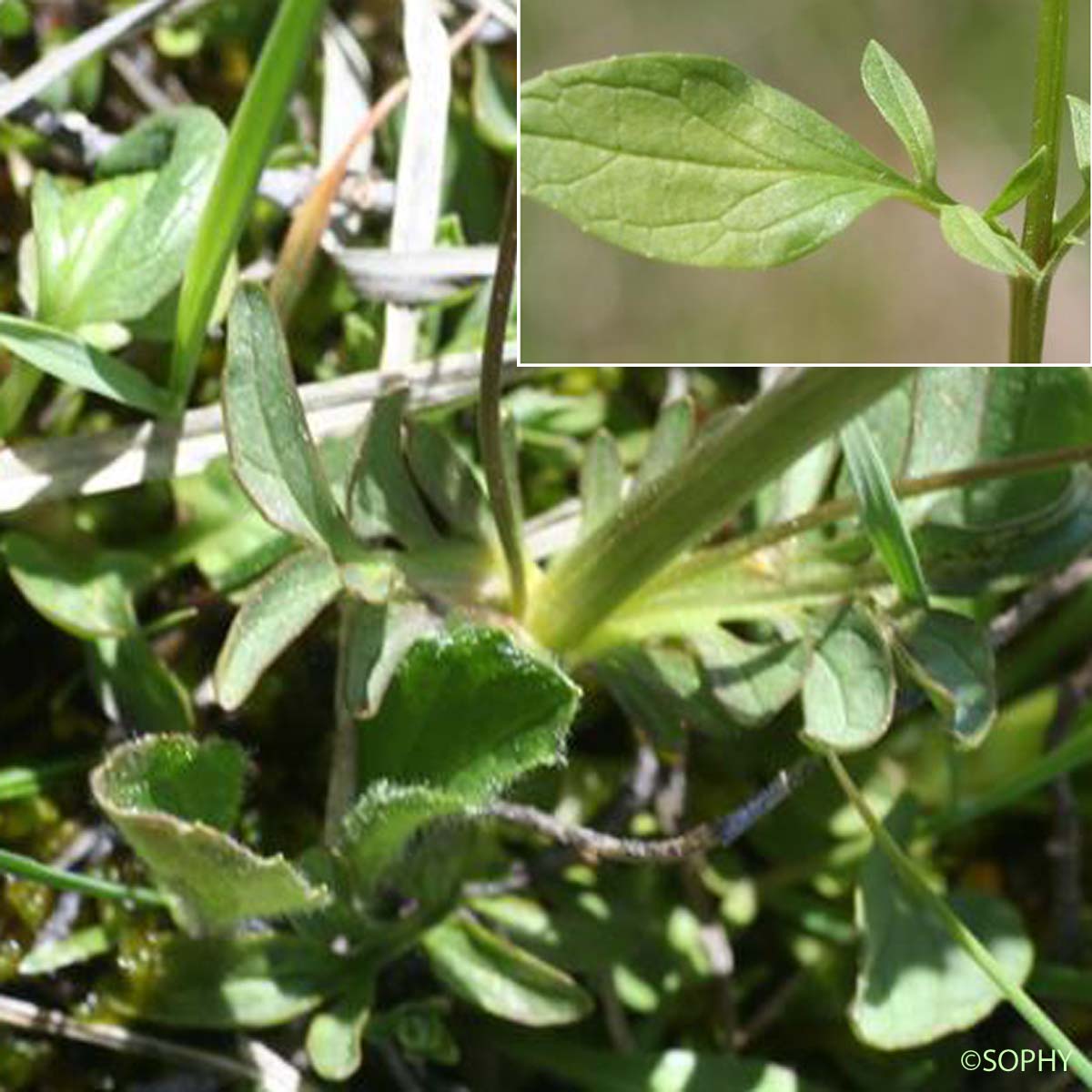 Petite Valériane - Valeriana dioica subsp. dioica