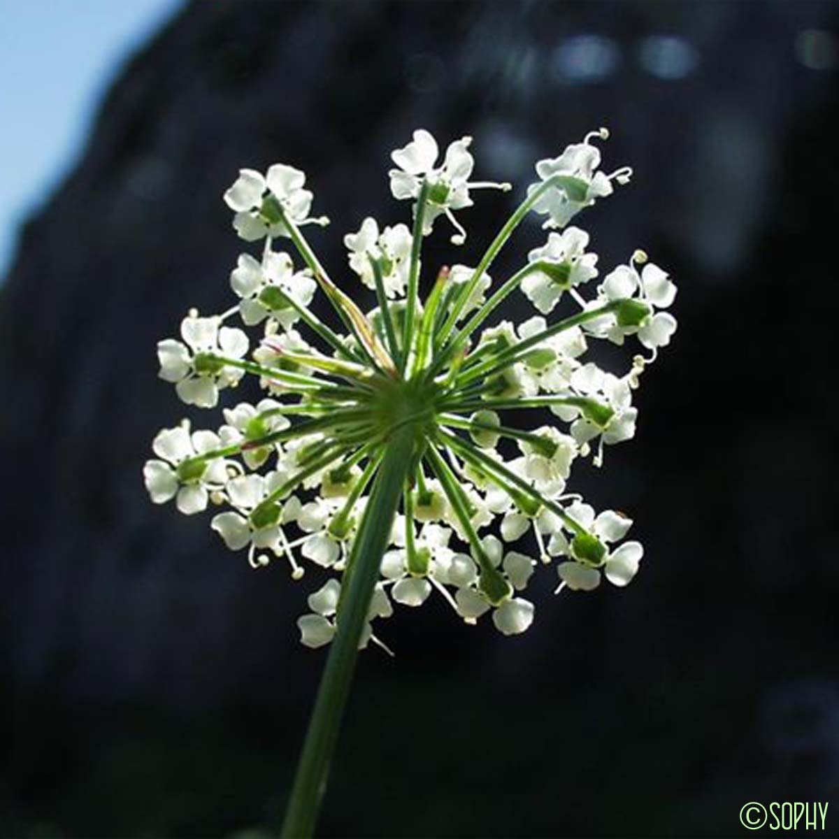 Peucédan d'Autriche - Pteroselinum austriacum