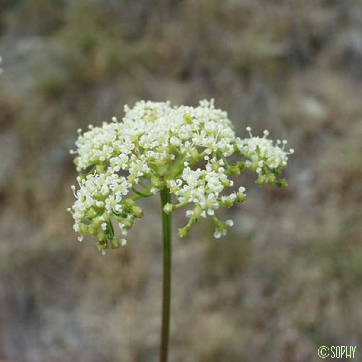 Peucédan de Vénétie - Xanthoselinum alsaticum subsp. venetum