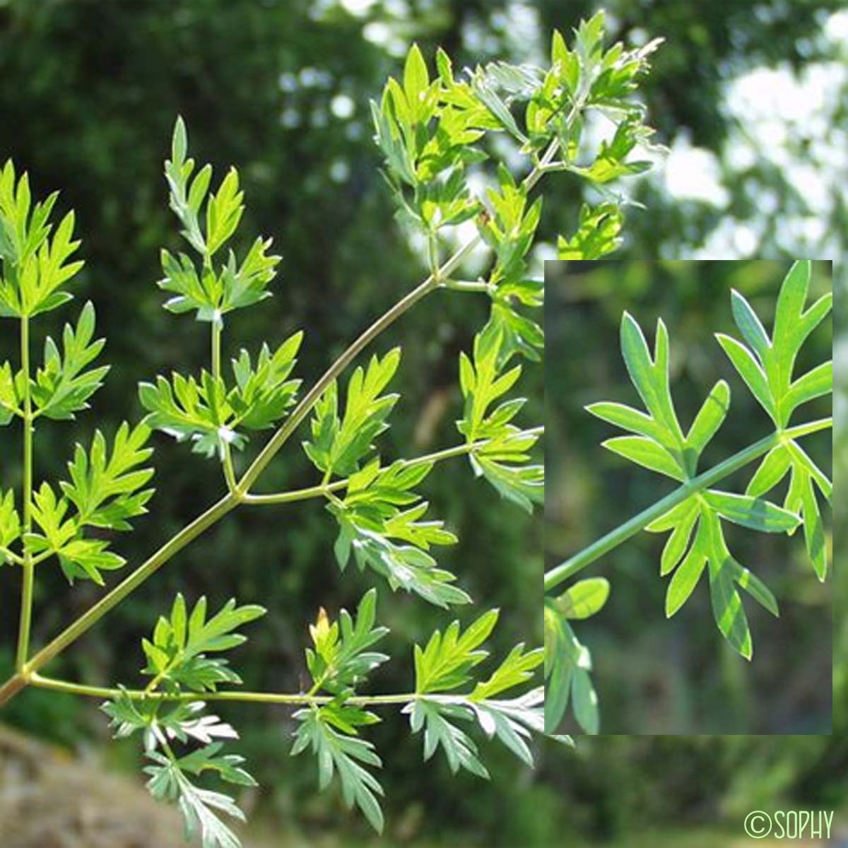 Peucédan de Vénétie - Xanthoselinum alsaticum subsp. venetum