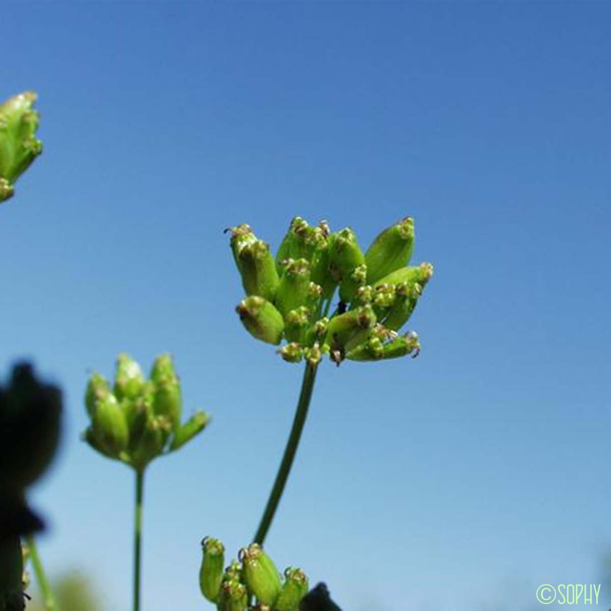 Peucédan de Vénétie - Xanthoselinum alsaticum subsp. venetum