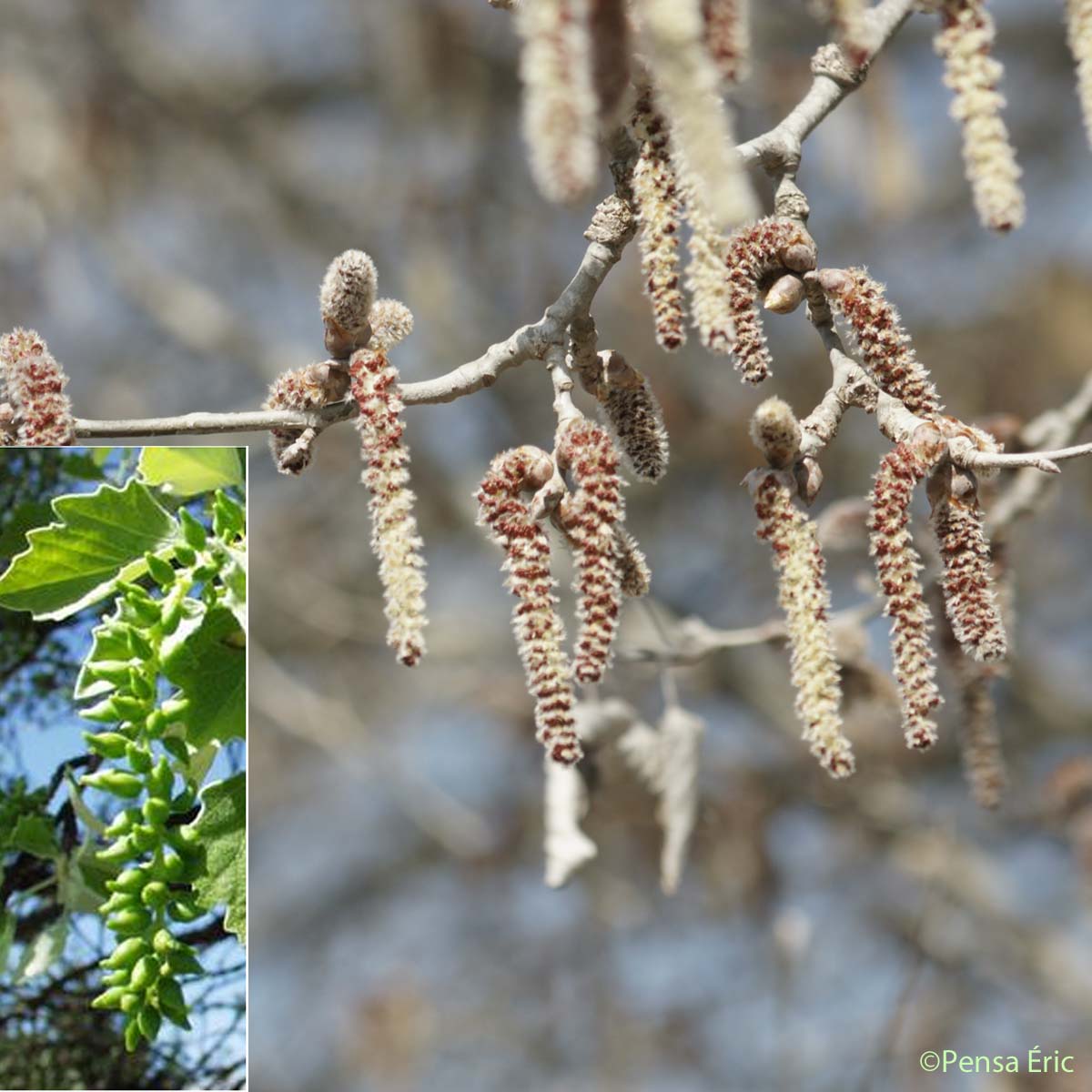 Peuplier blanc - Populus alba