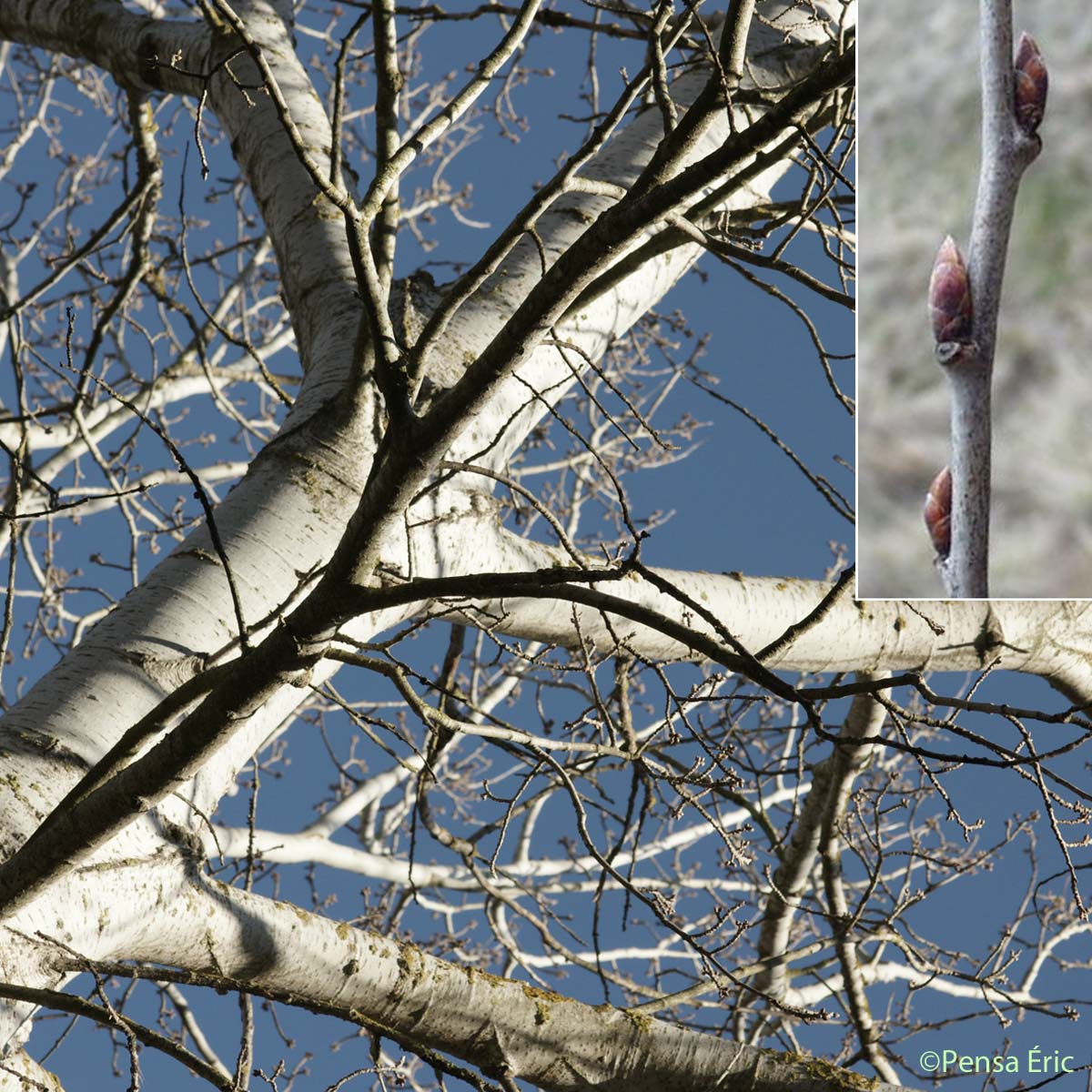 Peuplier blanc - Populus alba
