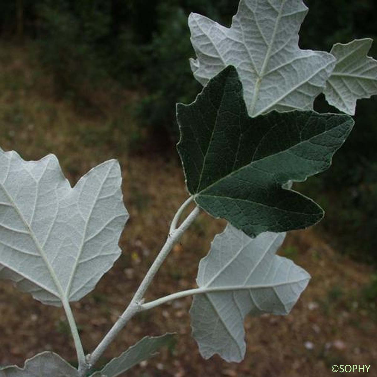 Peuplier blanc - Populus alba