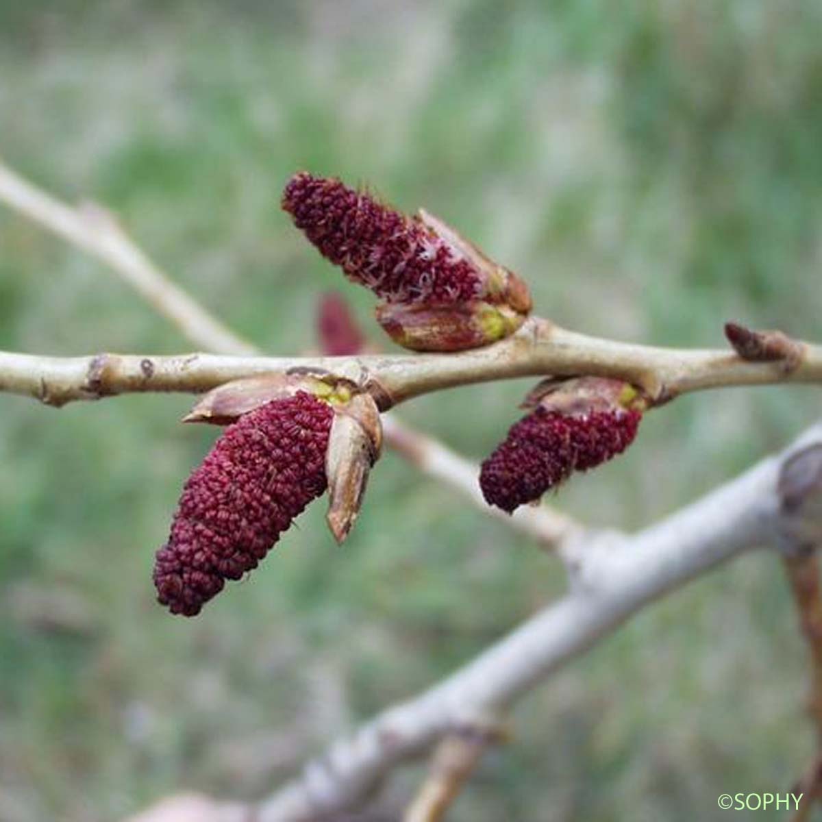 Peuplier noir - Populus nigra