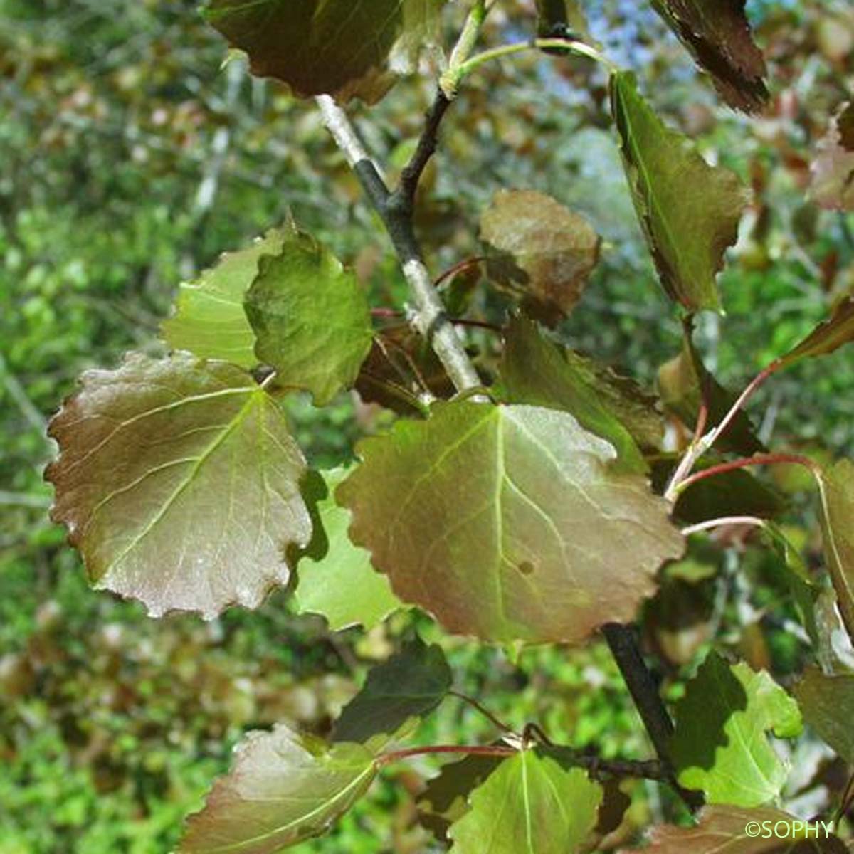 Peuplier Tremble - Populus tremula