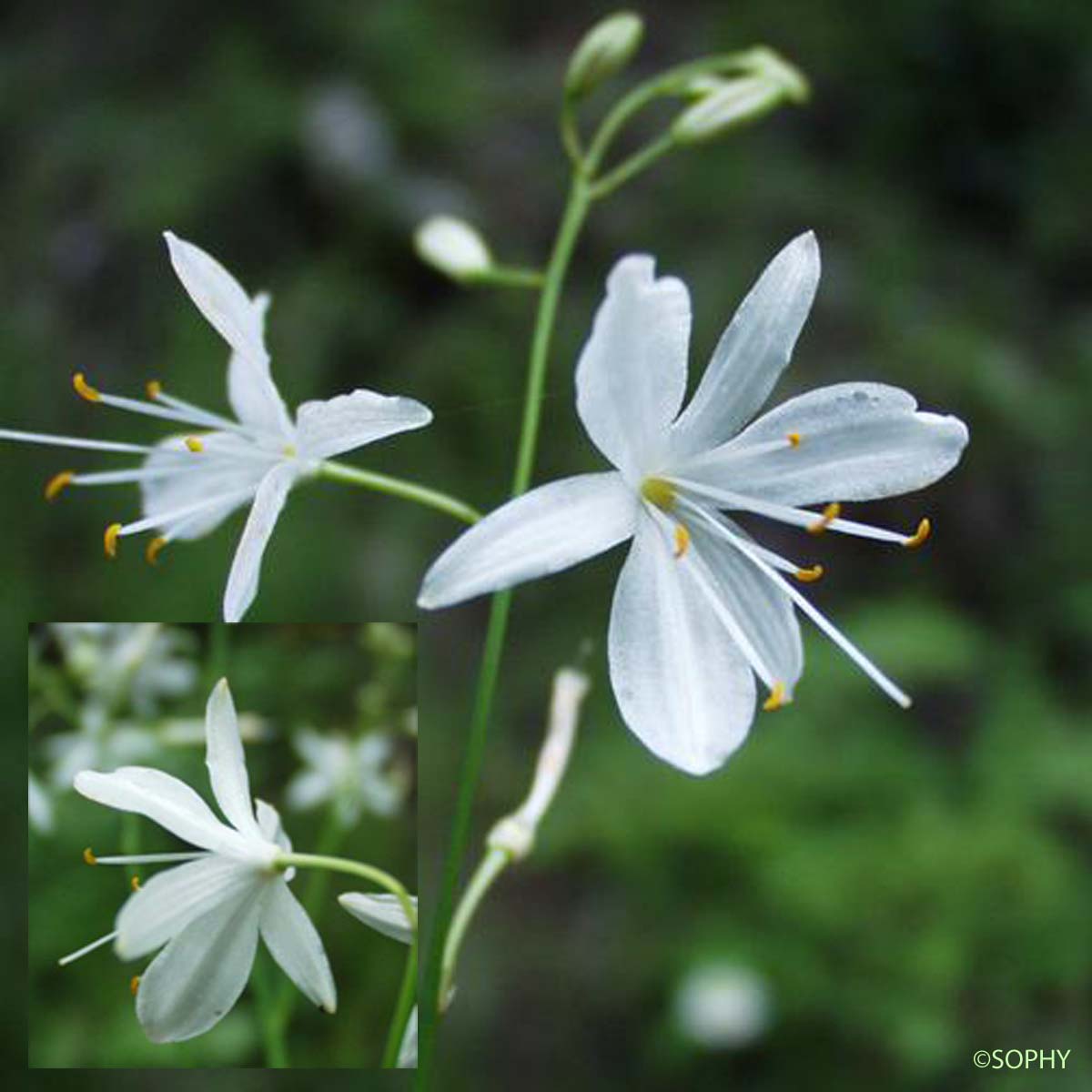 Phalangère ramifiée - Anthericum ramosum