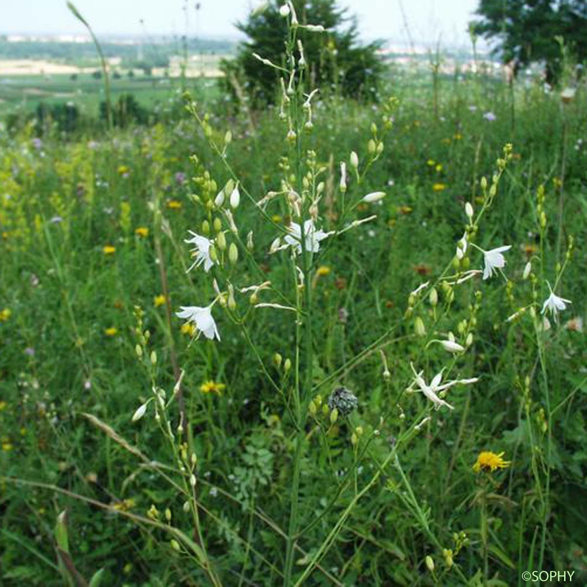 Phalangère ramifiée - Anthericum ramosum