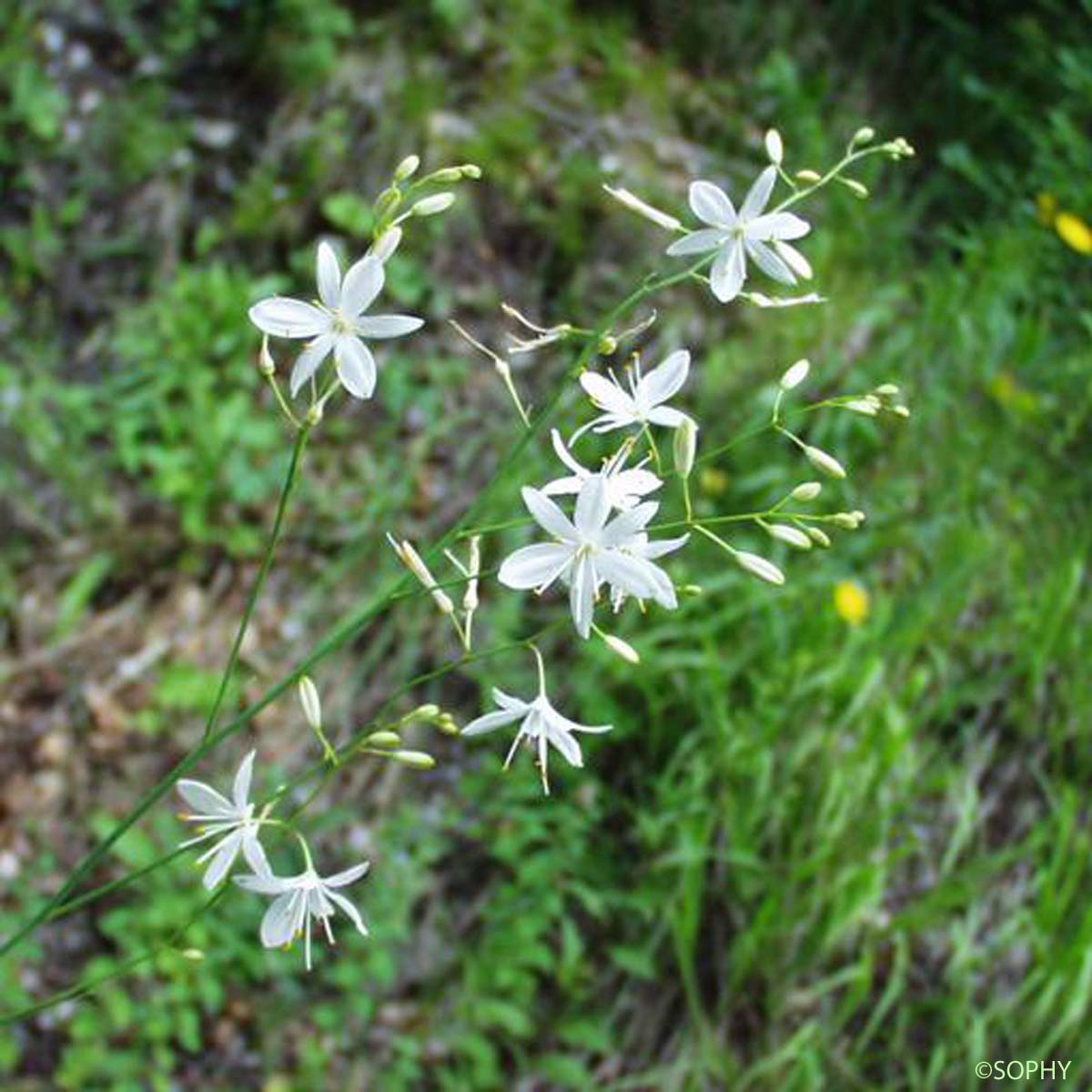 Phalangère ramifiée - Anthericum ramosum