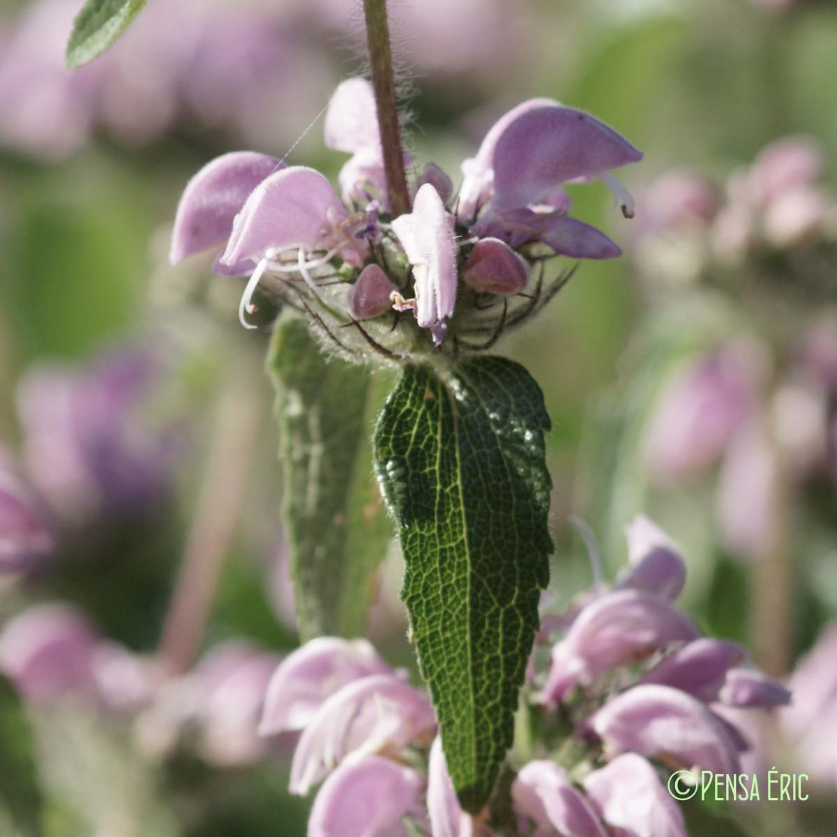 Phlomis Herbe-au-vent - Phlomis herba-venti subsp. herba-venti