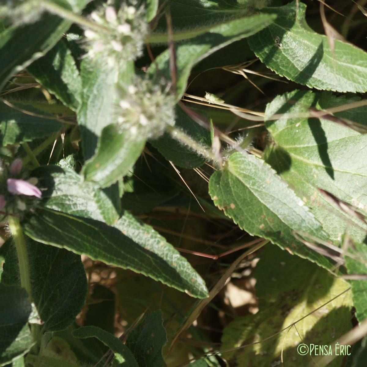 Phlomis Herbe-au-vent - Phlomis herba-venti subsp. herba-venti