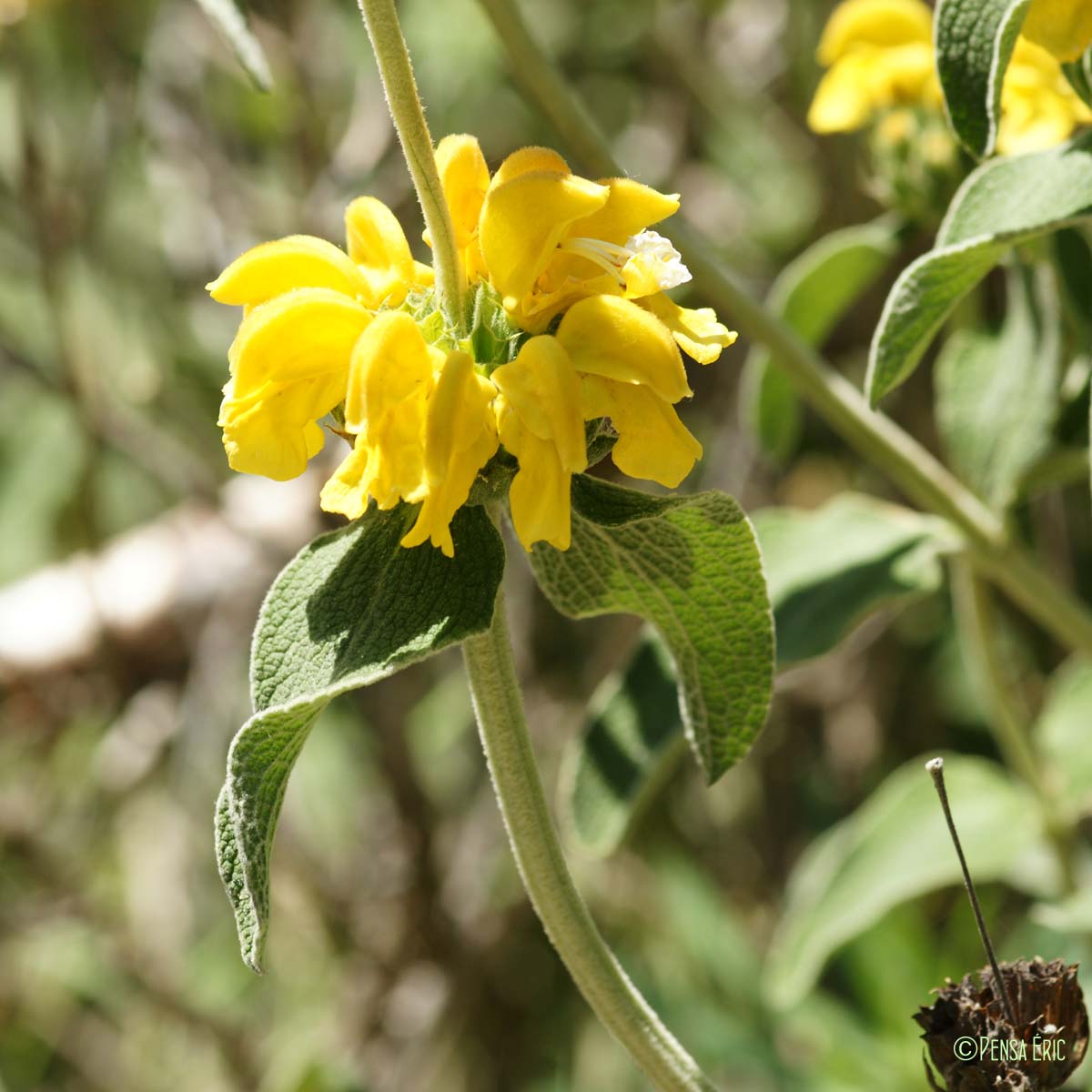 Phlomis ligneux - Phlomis fruticosa