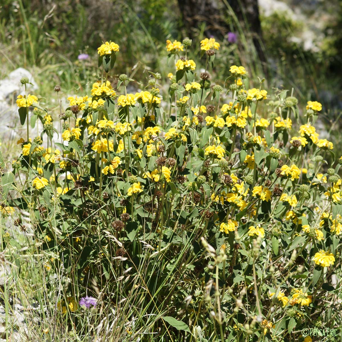 Phlomis ligneux - Phlomis fruticosa