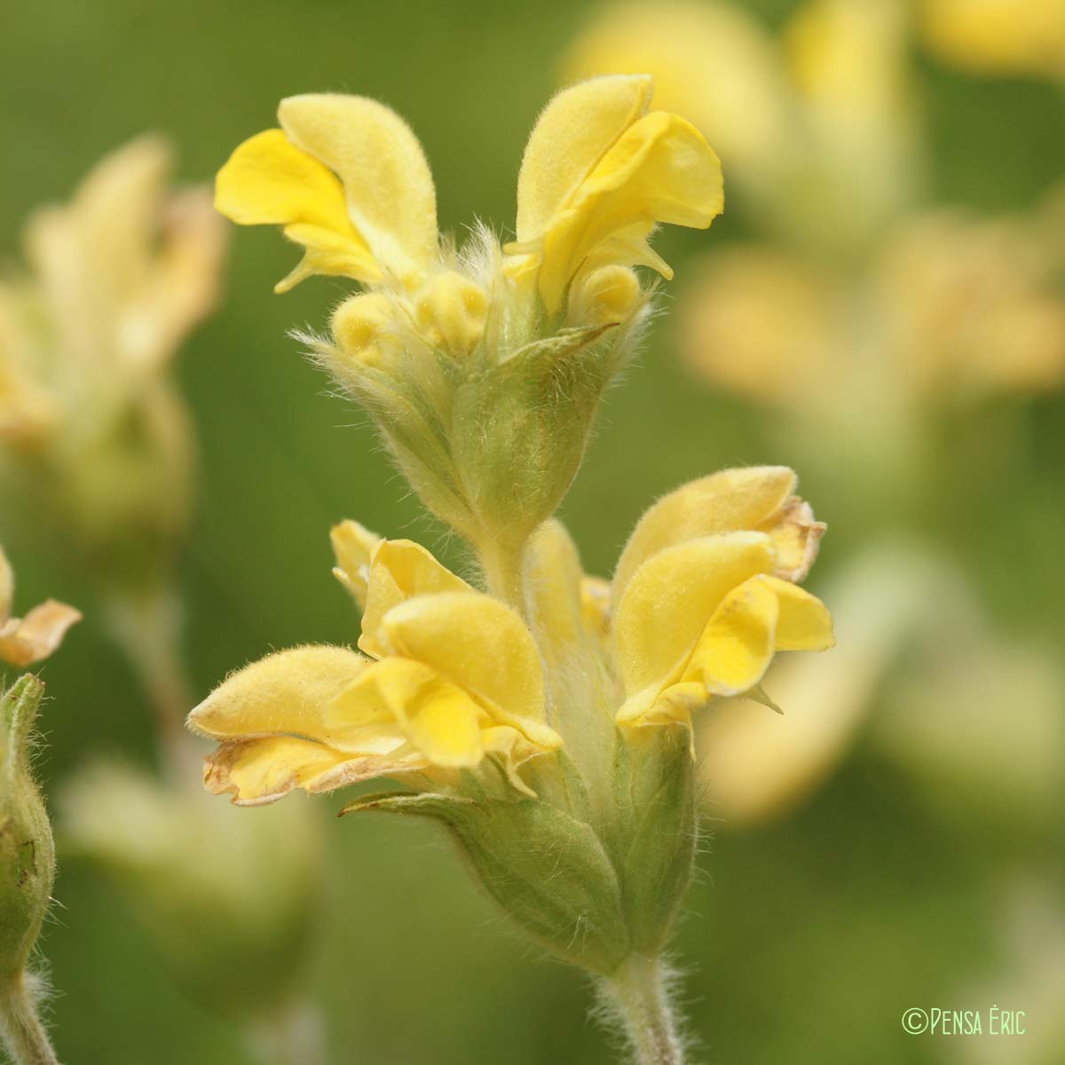 Phlomis lychnite - Phlomis lychnitis