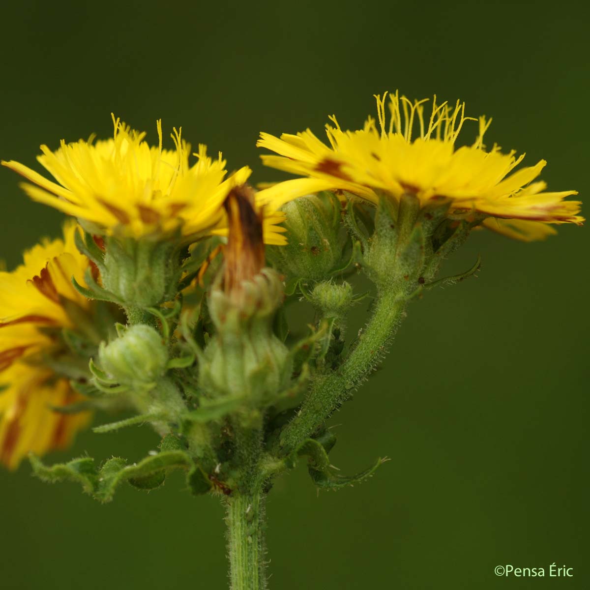 Picride fausse épervière - Picris hieracioides subsp. hieracioides