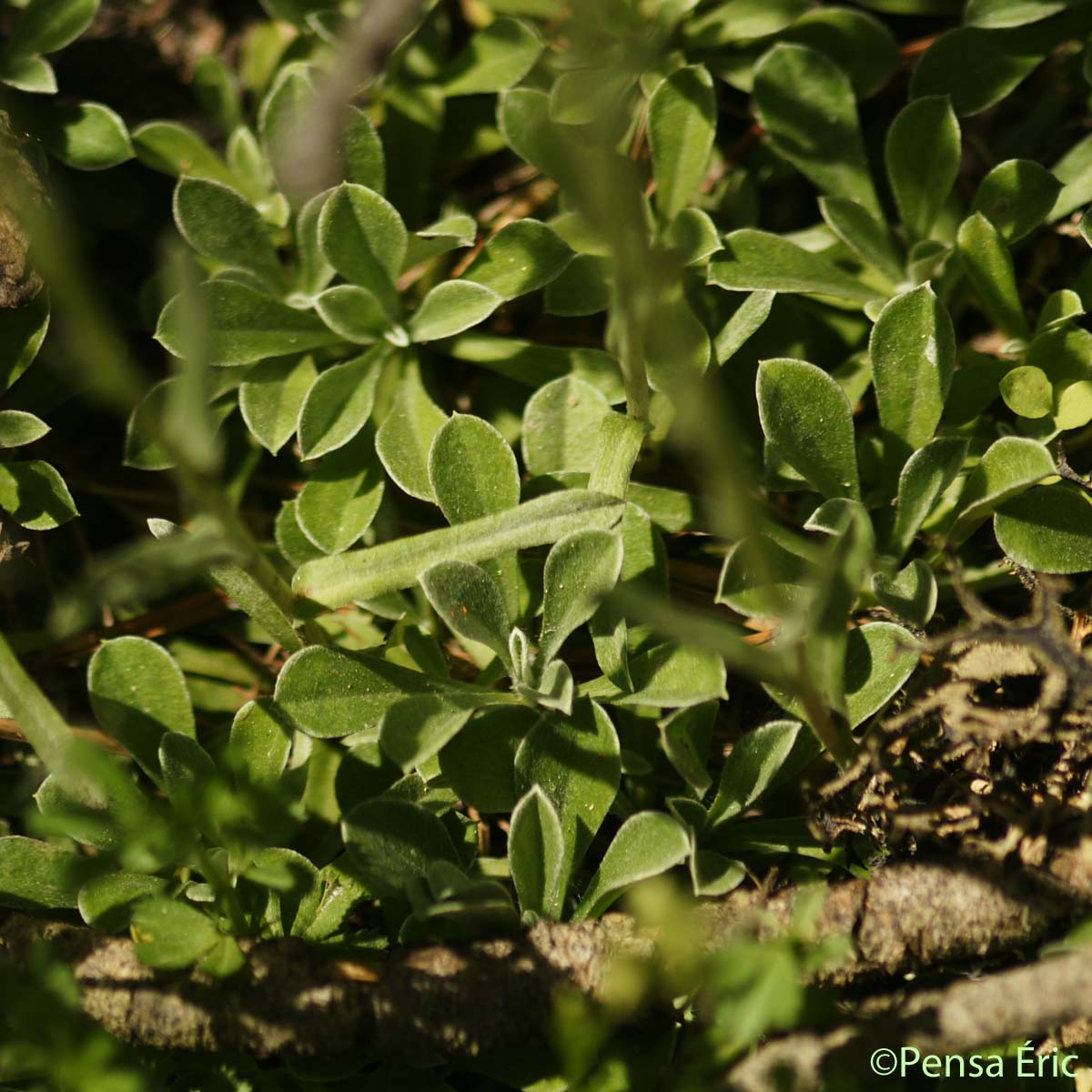 Antennaire dioïque - Antennaria dioica