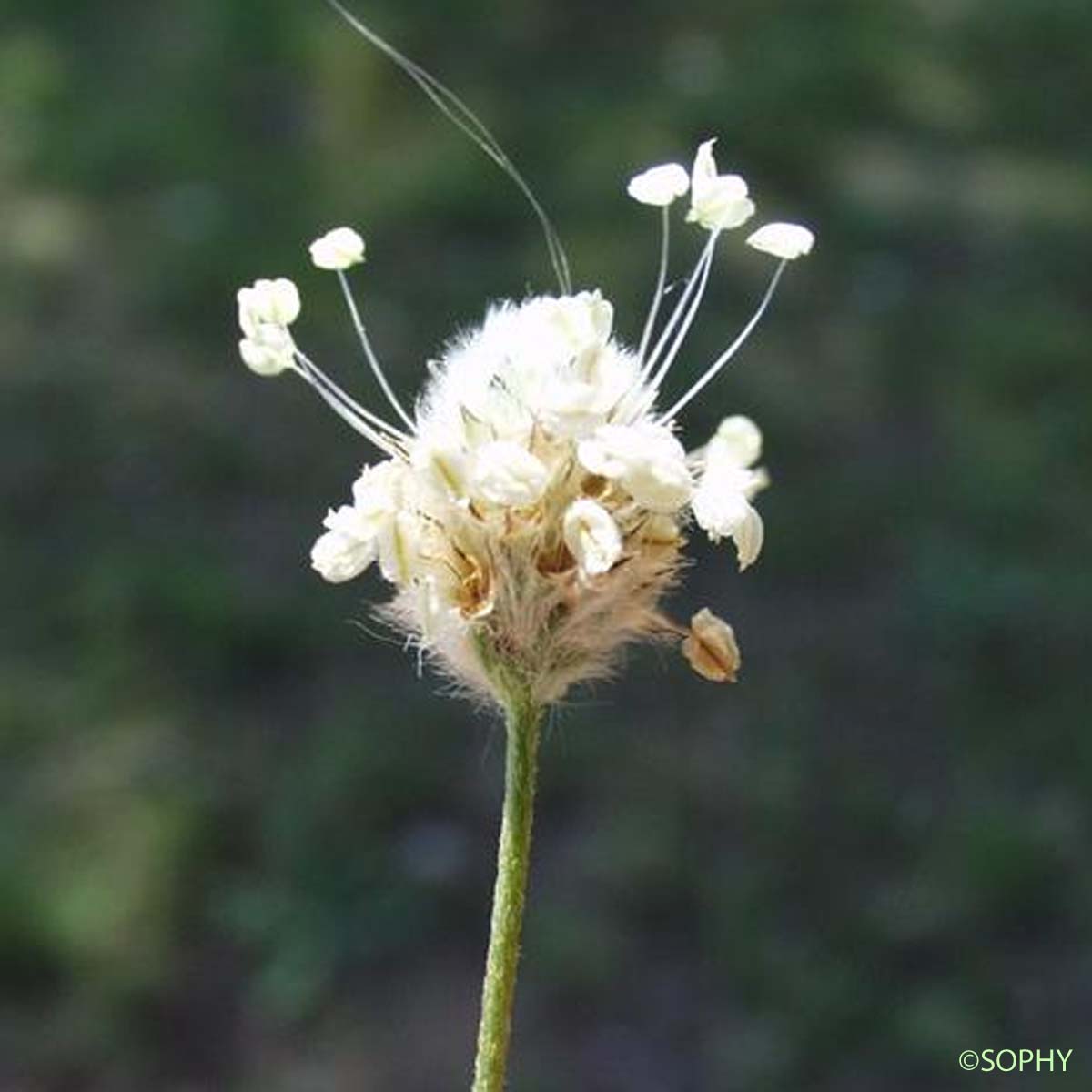 Pied-de-lièvre - Plantago lagopus