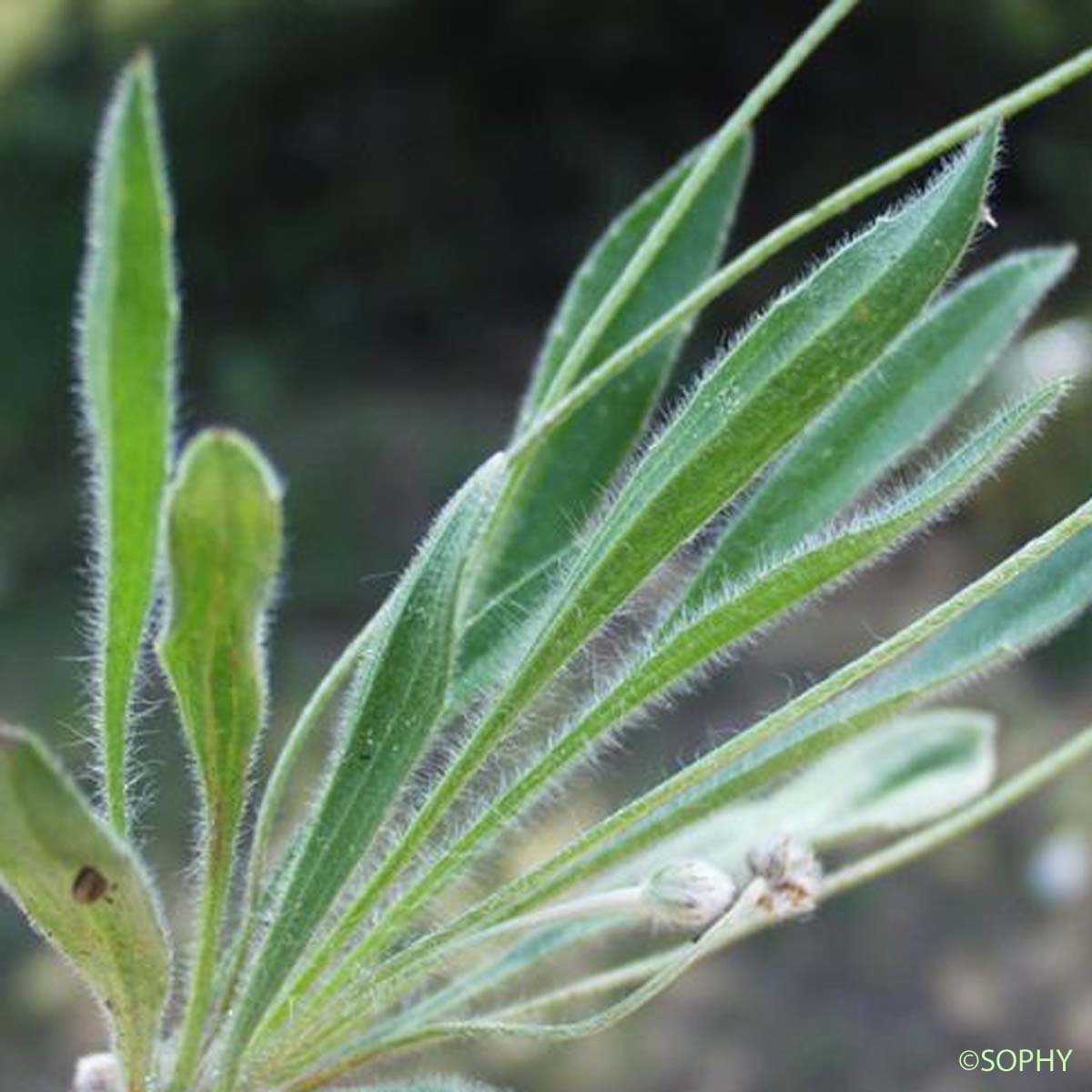 Pied-de-lièvre - Plantago lagopus