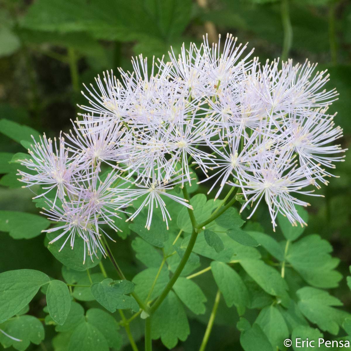 Pigamon à feuilles d'ancolie - Thalictrum aquilegiifolium var. aquilegiifolium