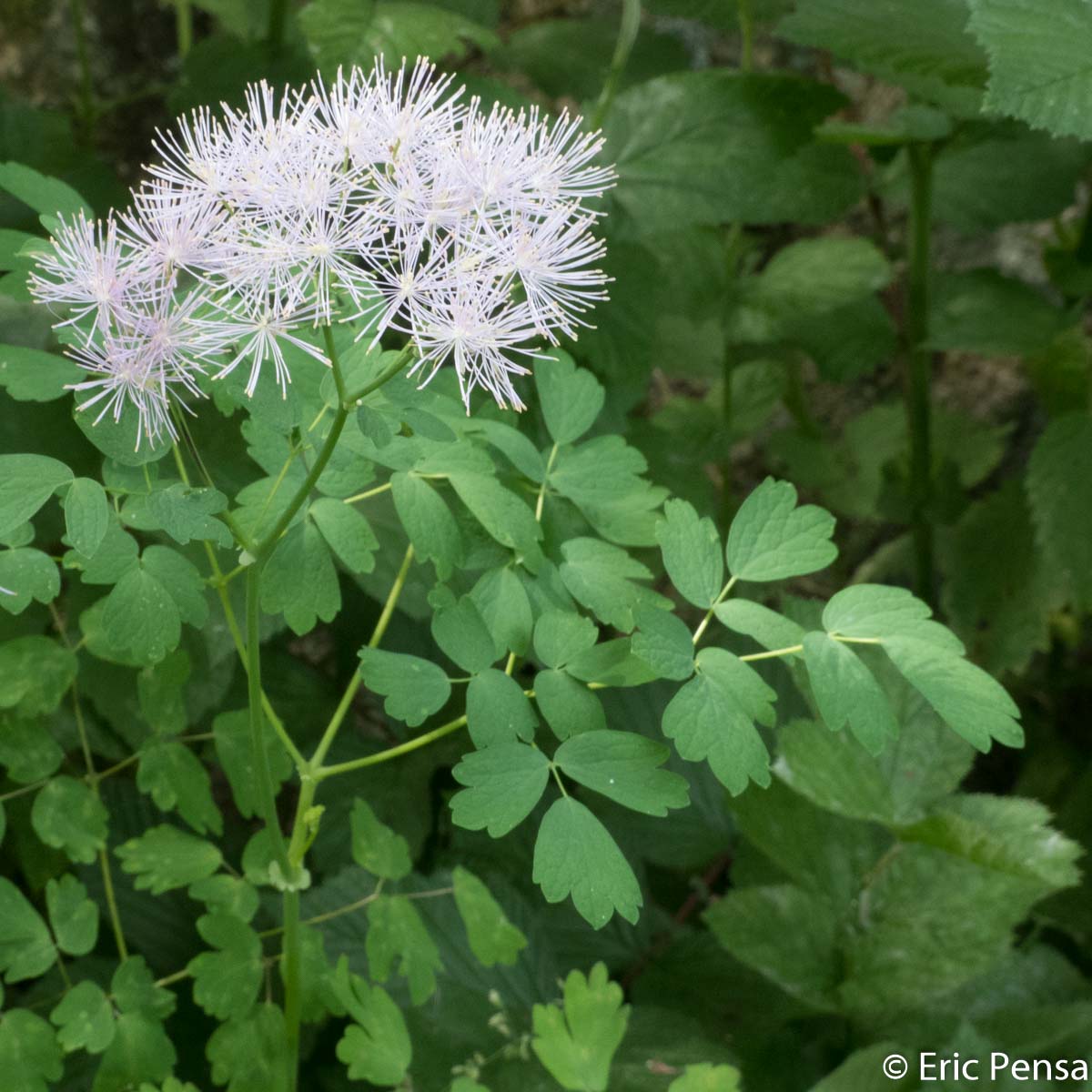 Pigamon à feuilles d'ancolie - Thalictrum aquilegiifolium subsp. aquilegiifolium